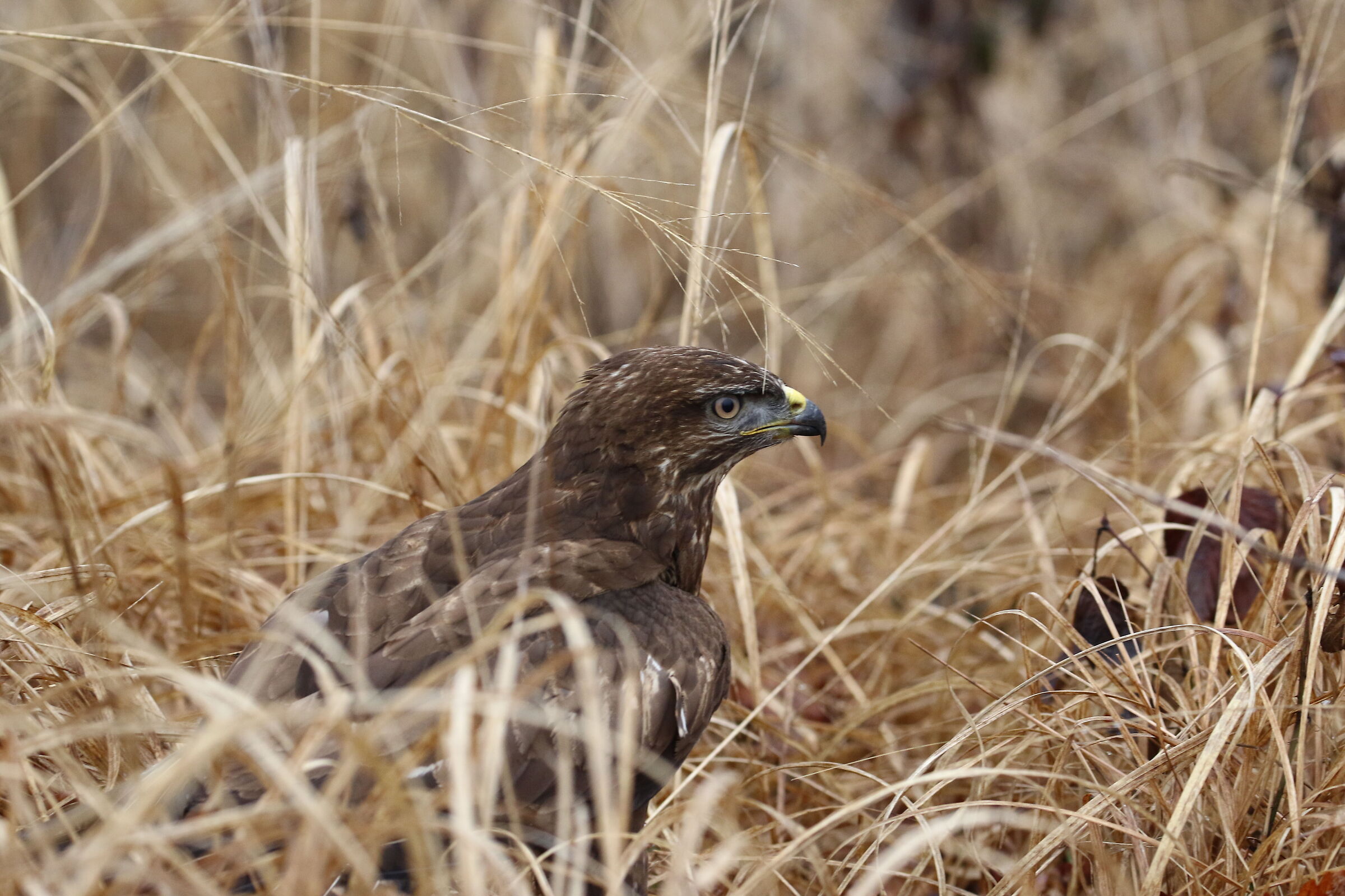 buzzard
