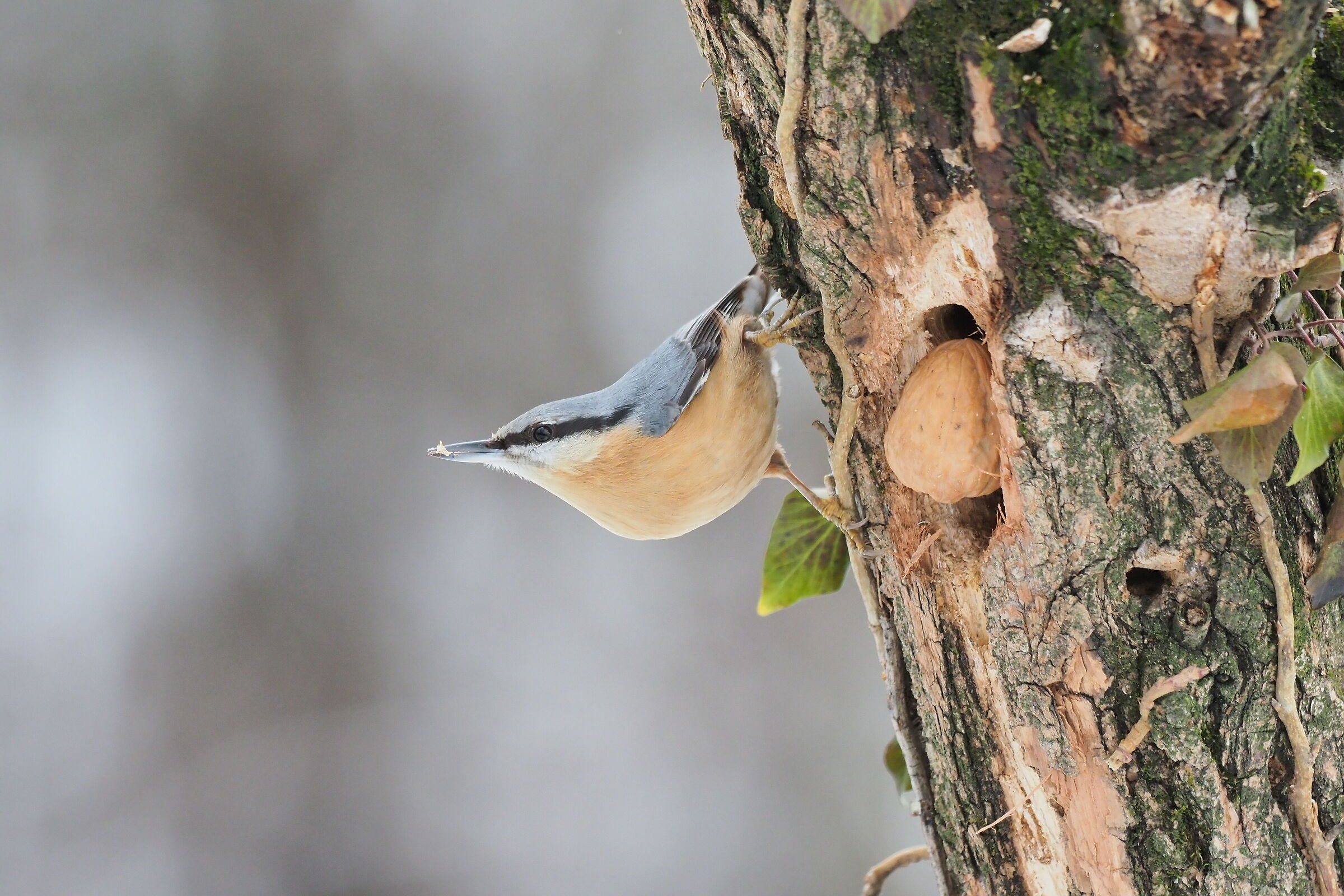 Nuthatch