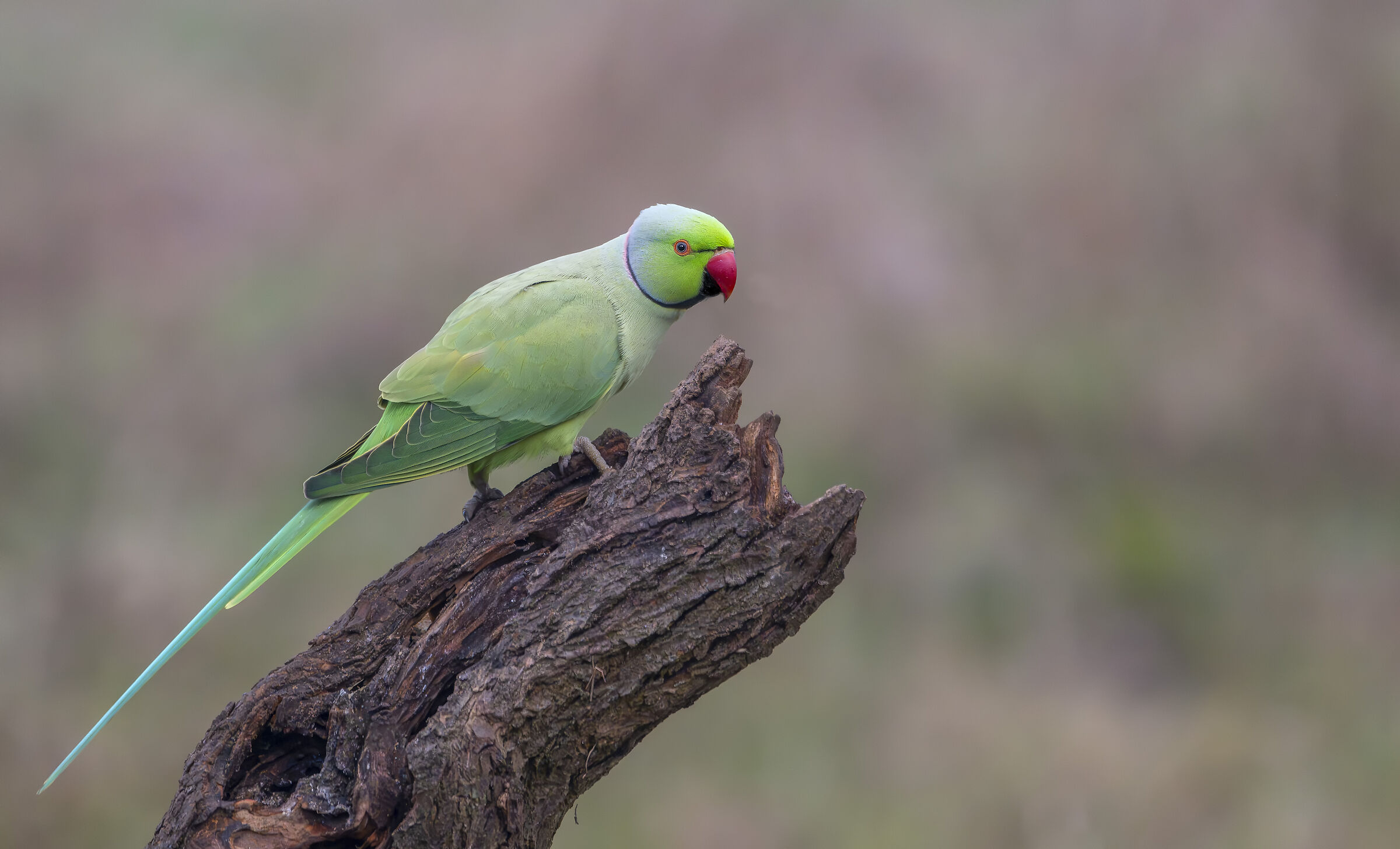 Parakeet