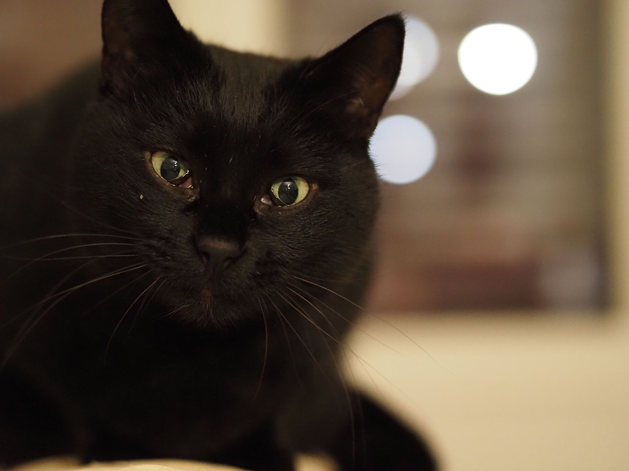 Provando il 45mm f/1.8