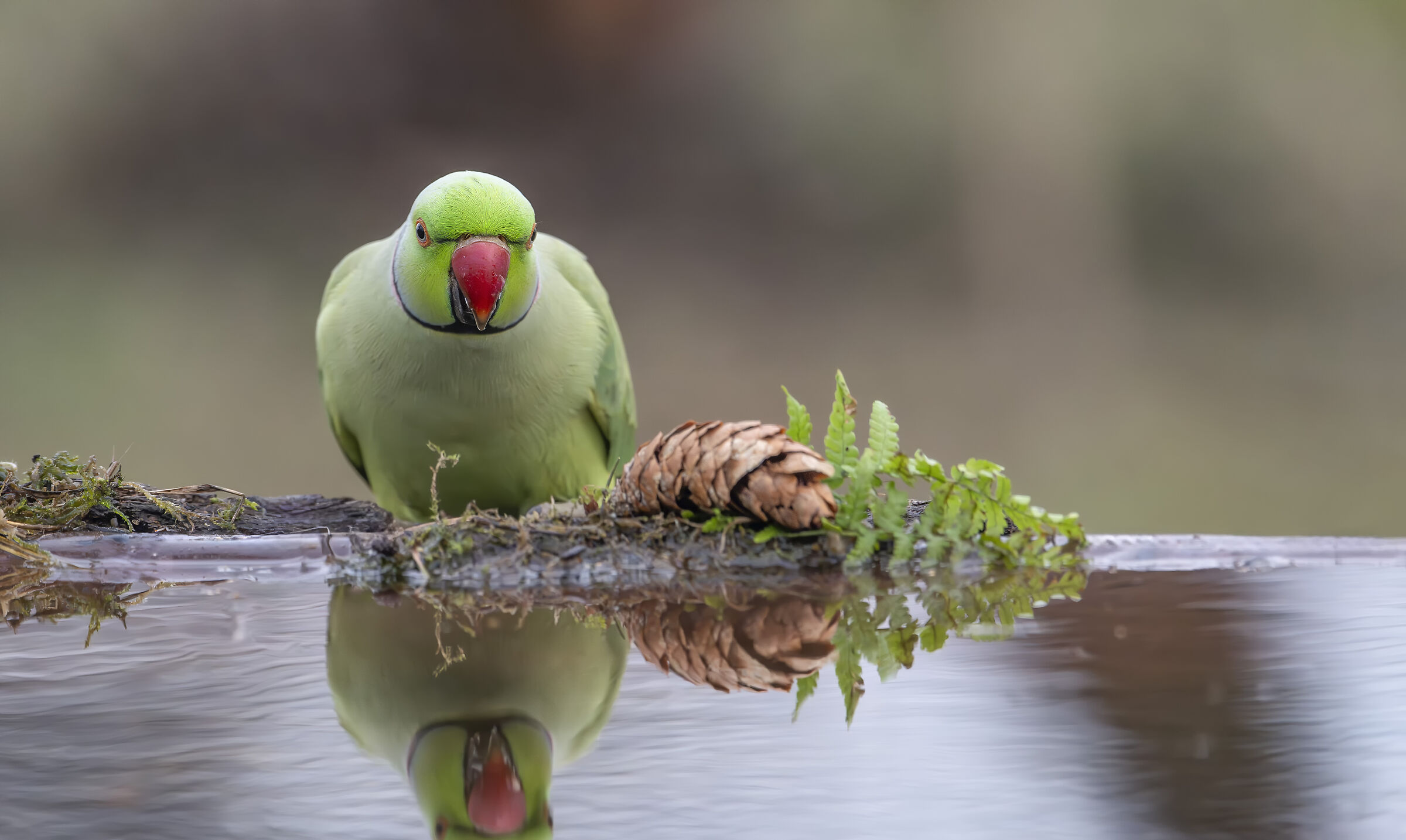 Parakeet