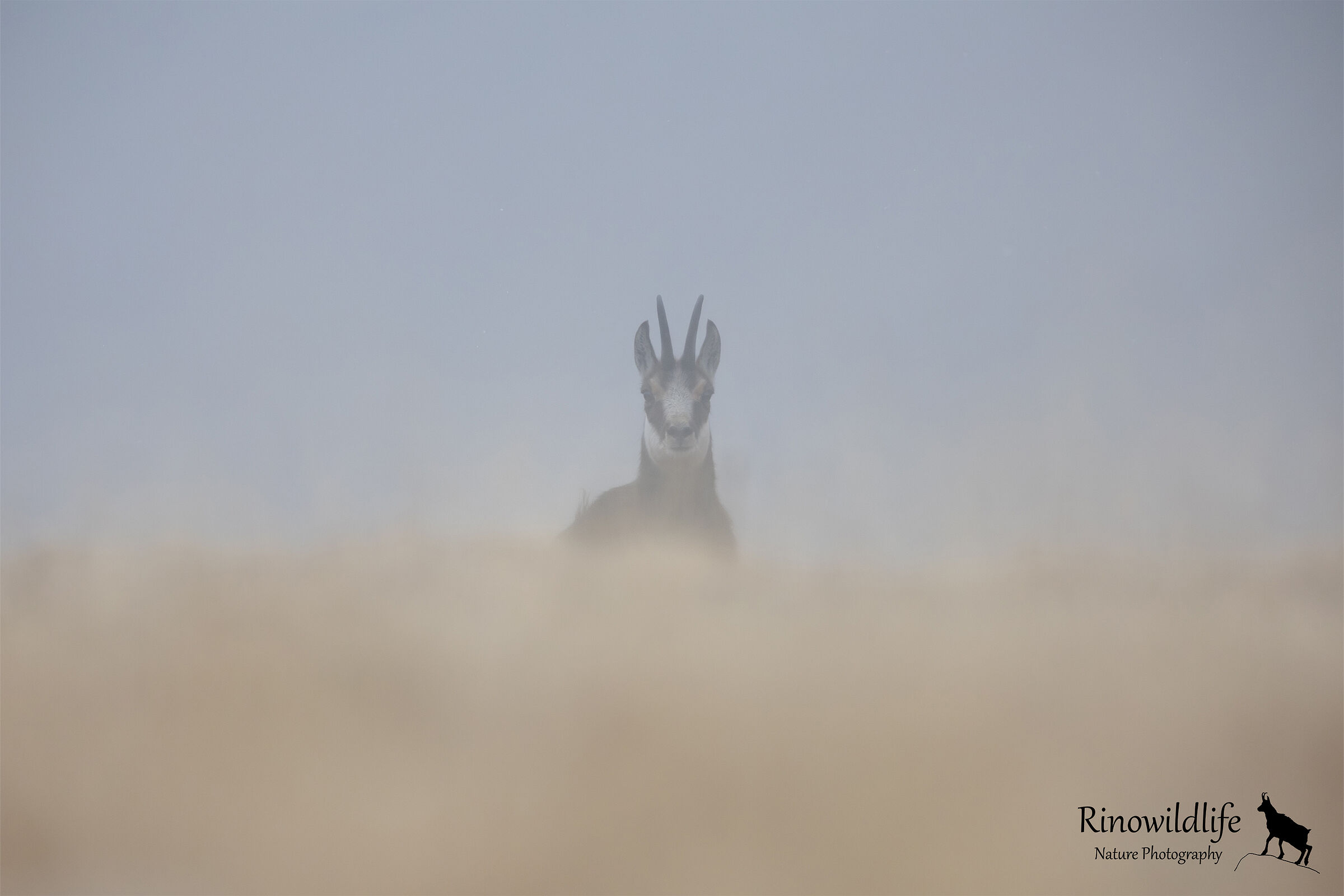 Apparition in the mists