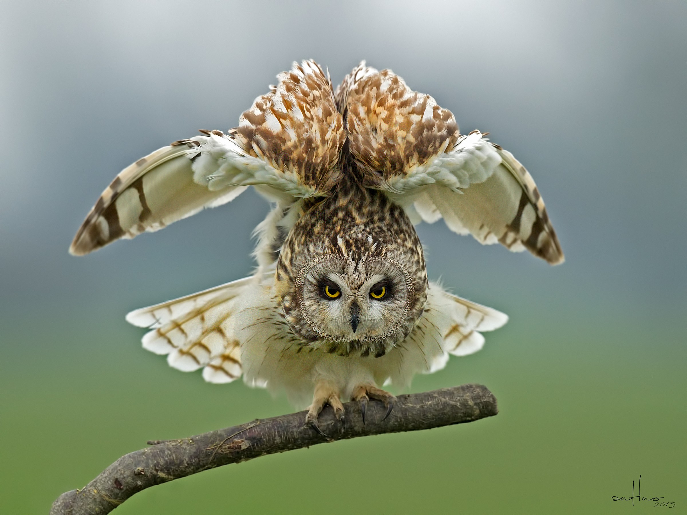 A marsh owl