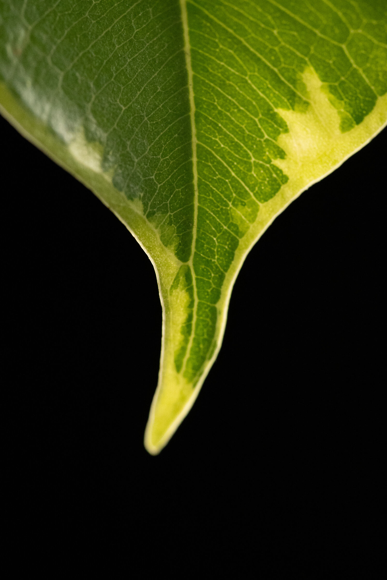 Leaf