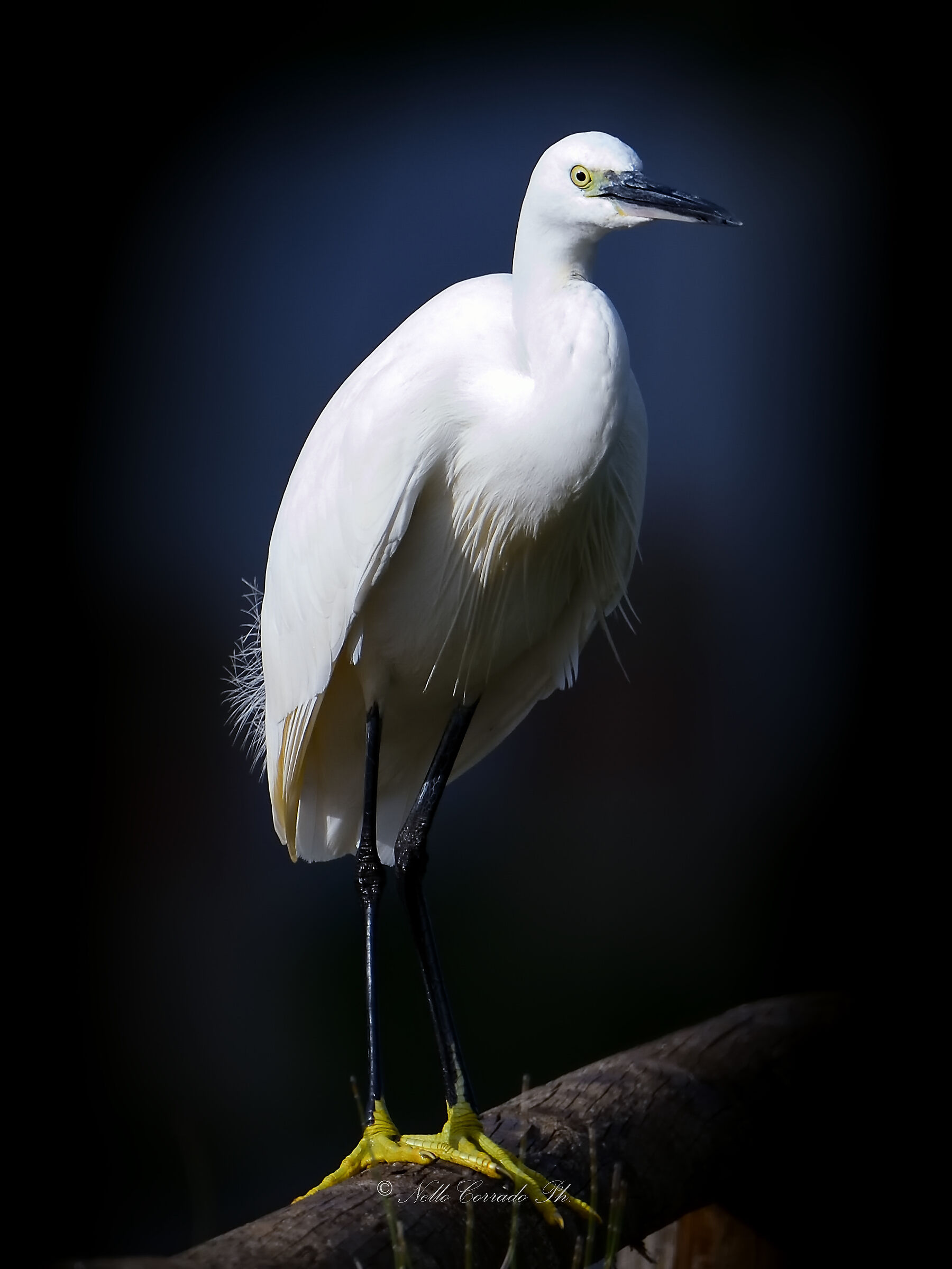 portrait of Egret n.1