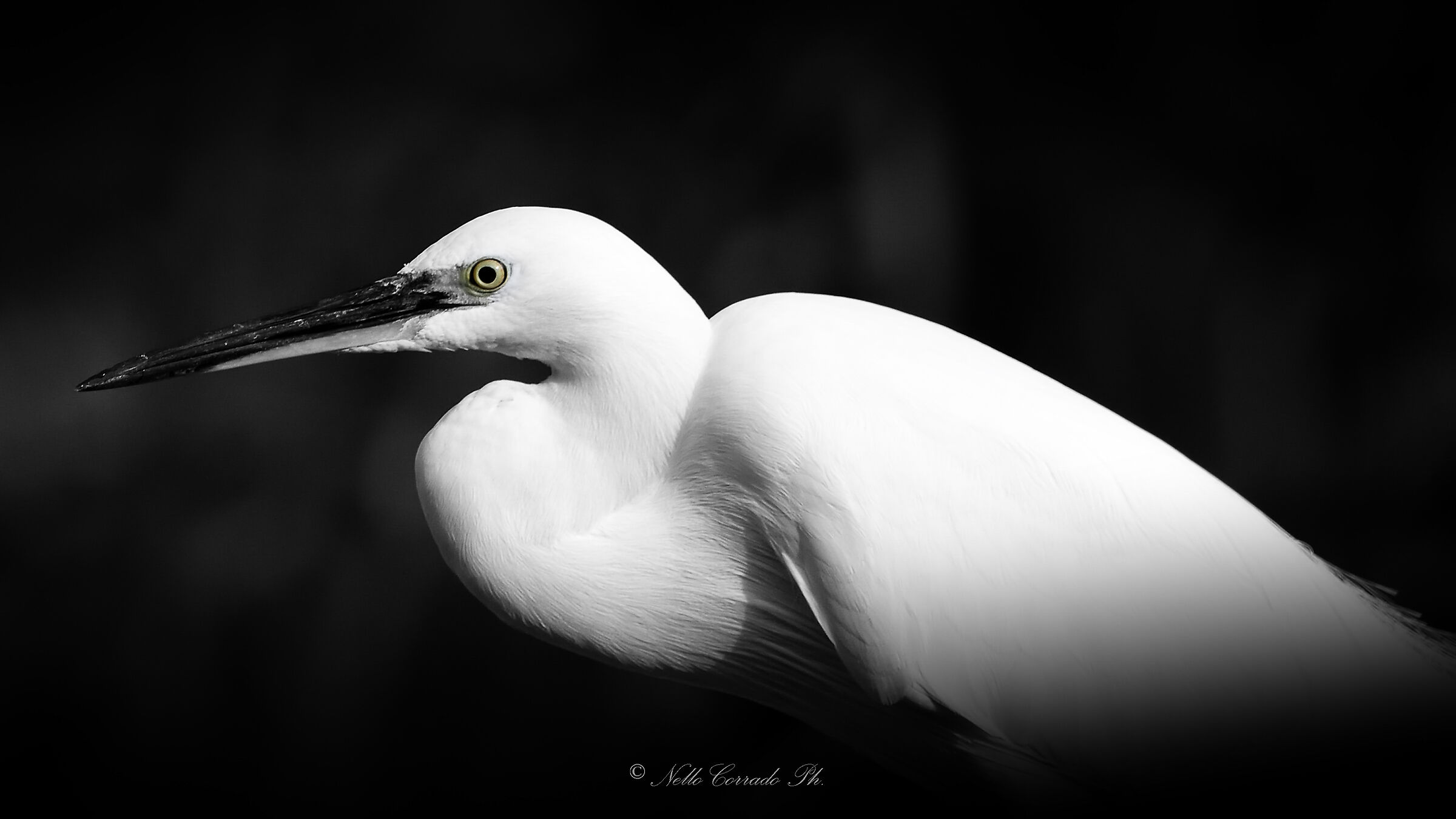 portrait of Egret n.2