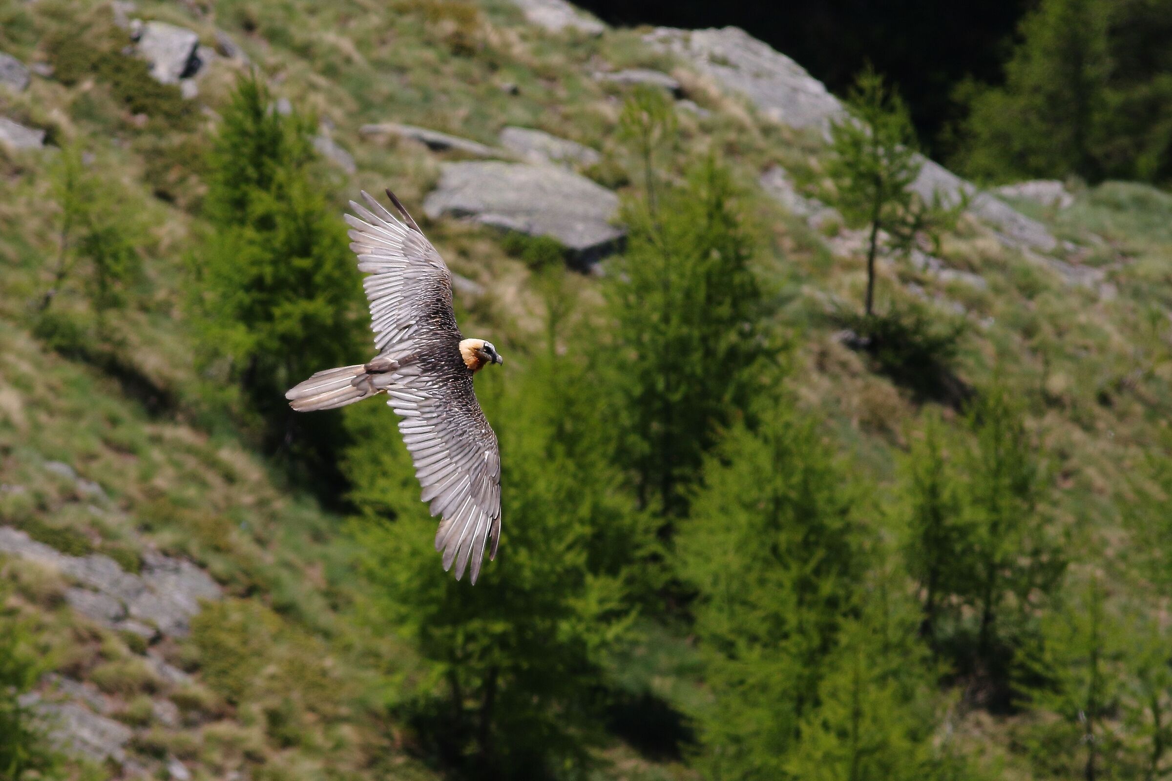 Bearded Vulture