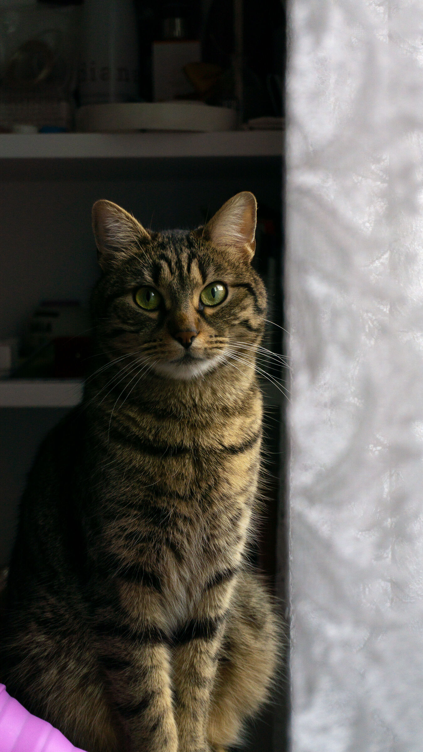 Gatto al mattino