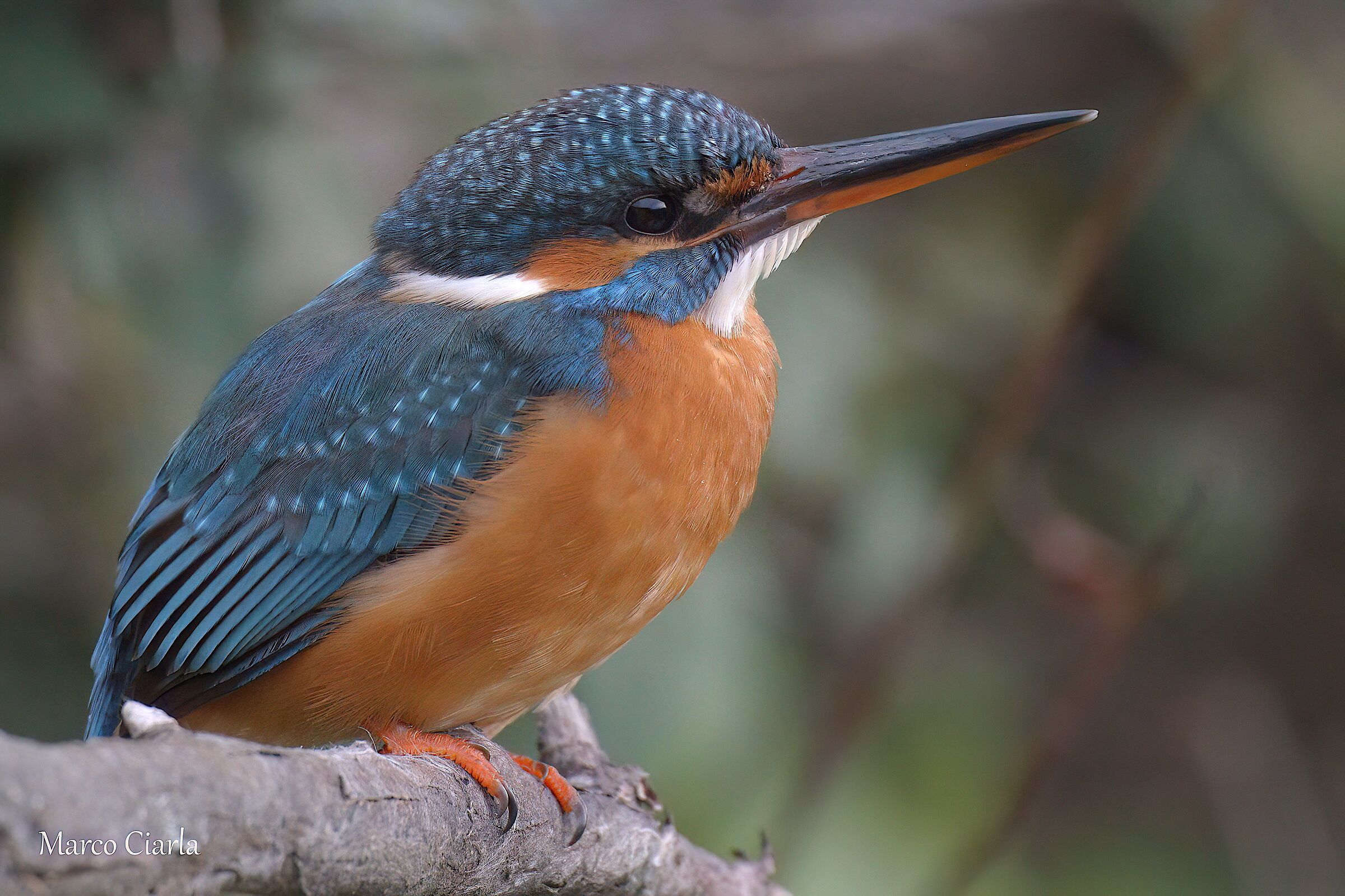Kingfisher