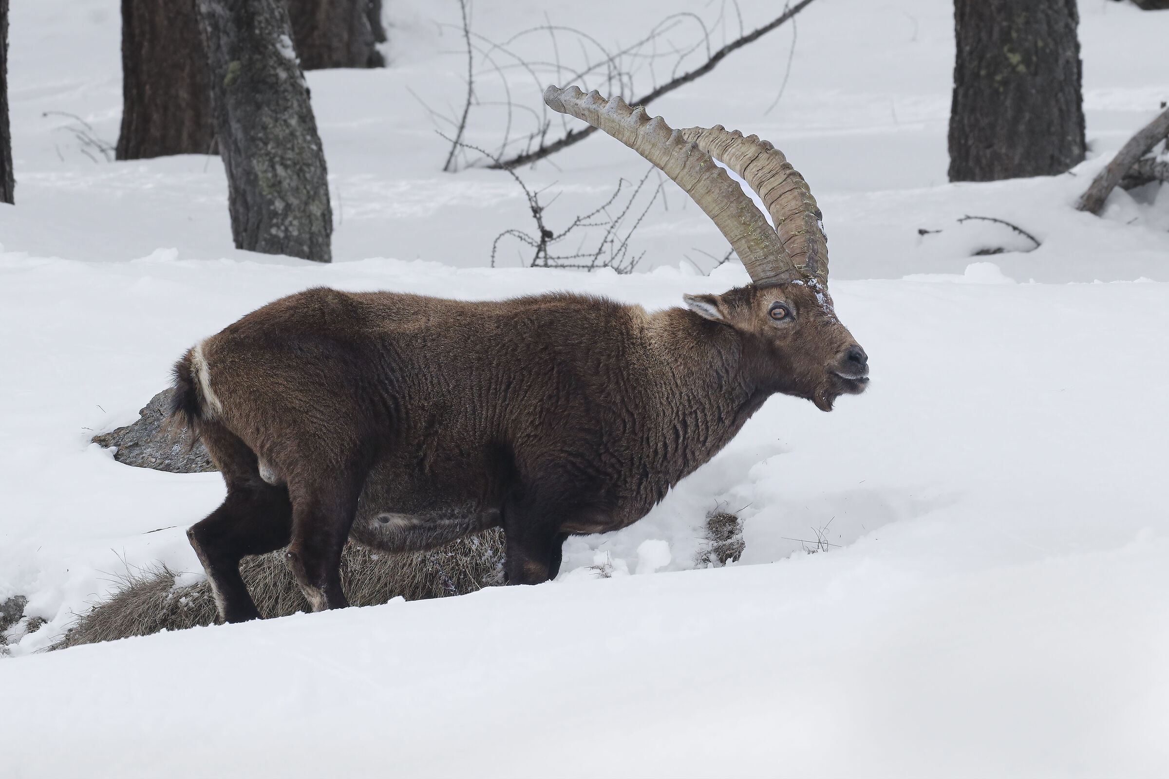 possente stambecco nella neve
