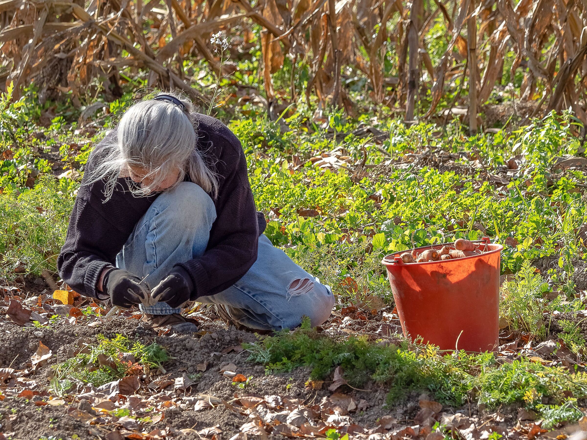 raccoglitrice di carote!
