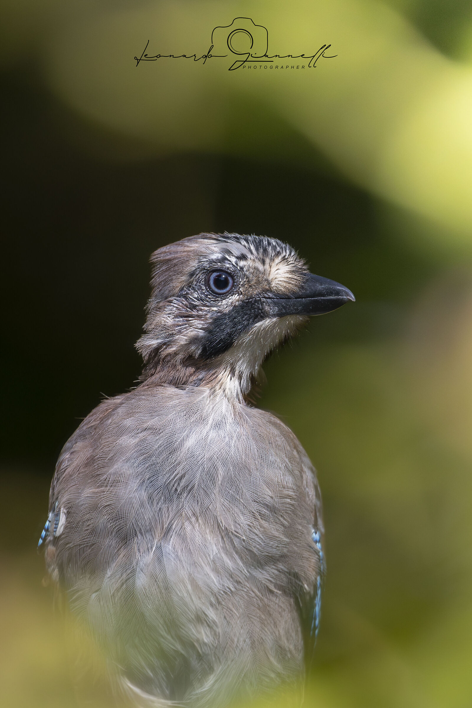 Jay (Garrulus glandarius)