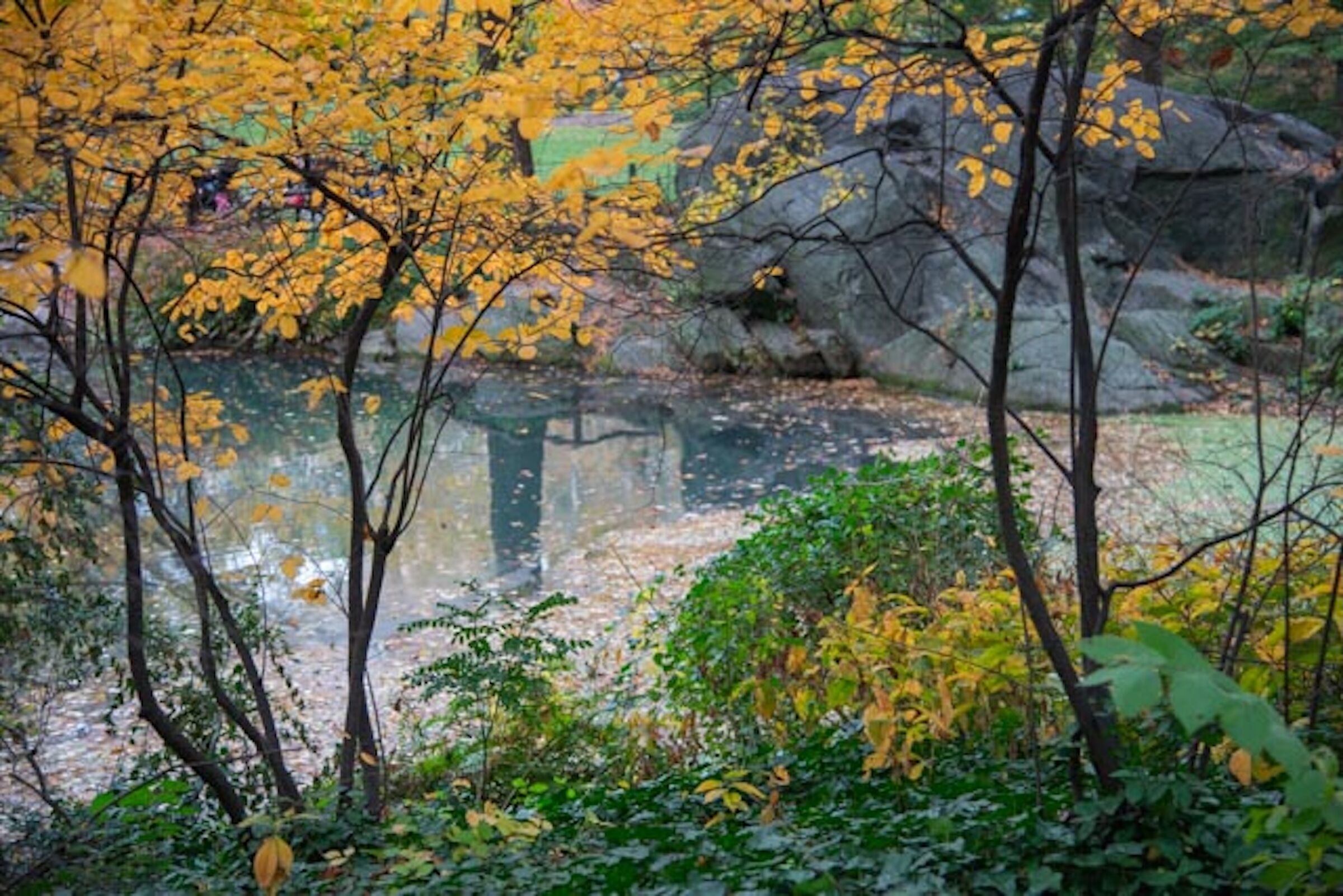 Colori autunnali di Central Park