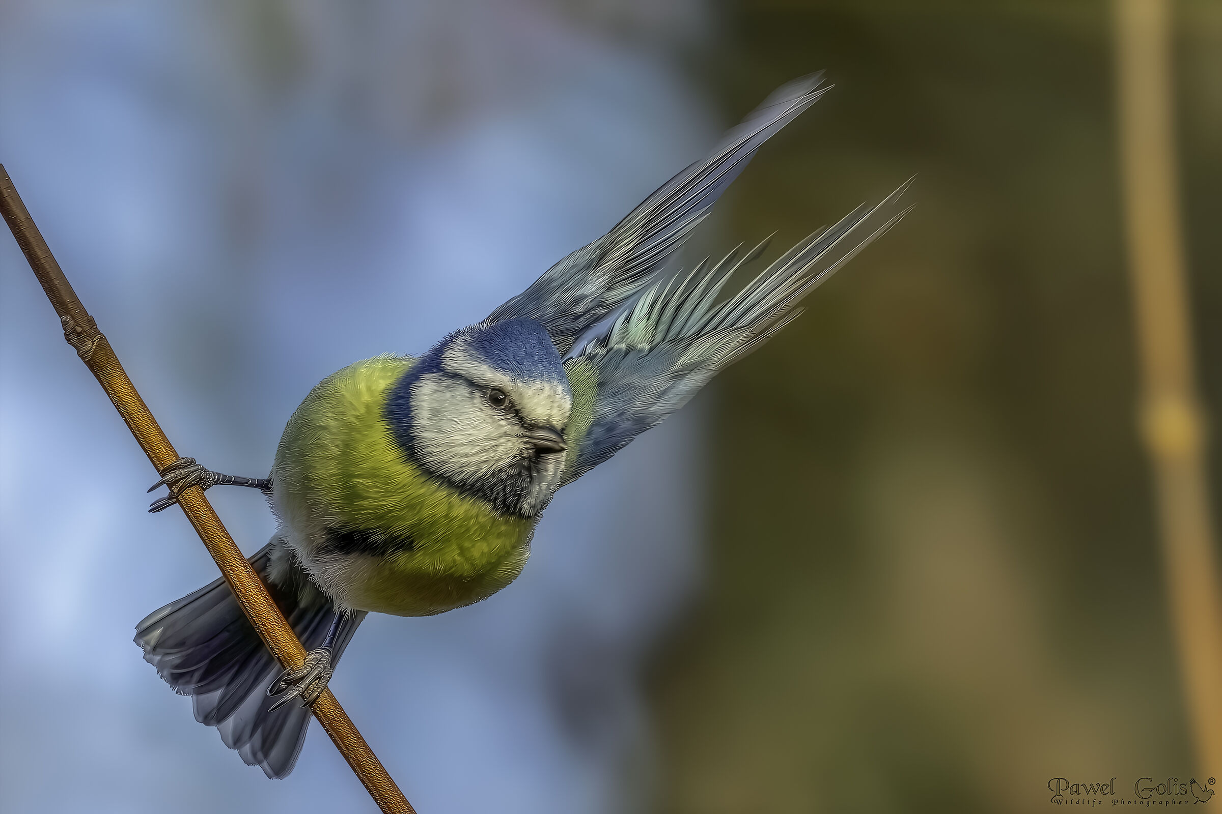 Cince azzurra eurasiatica (Cyanistes caeruleus)