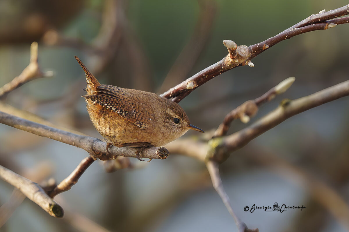 Common Wren (Troglodytes troglodytes)