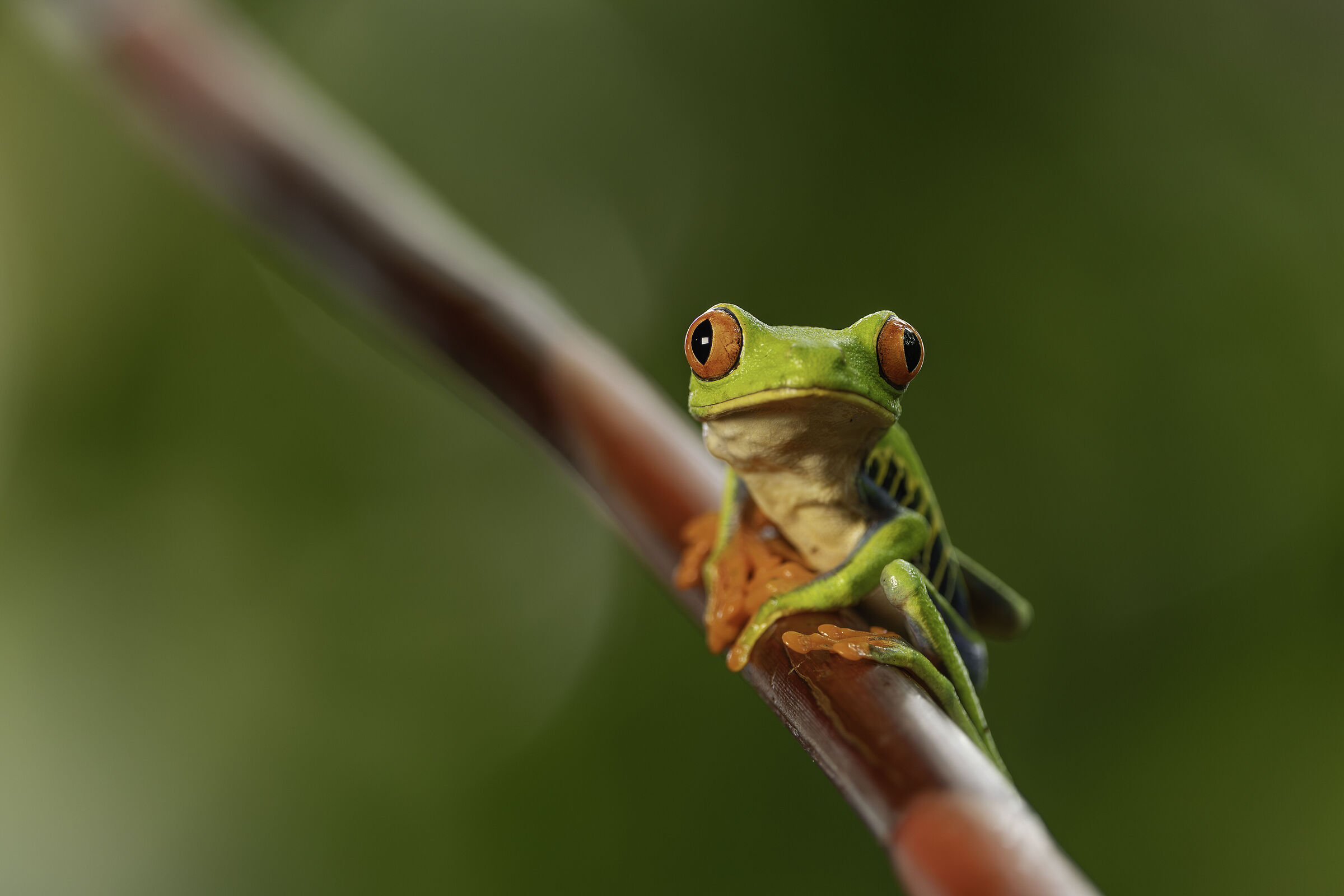 Red-eyed frog