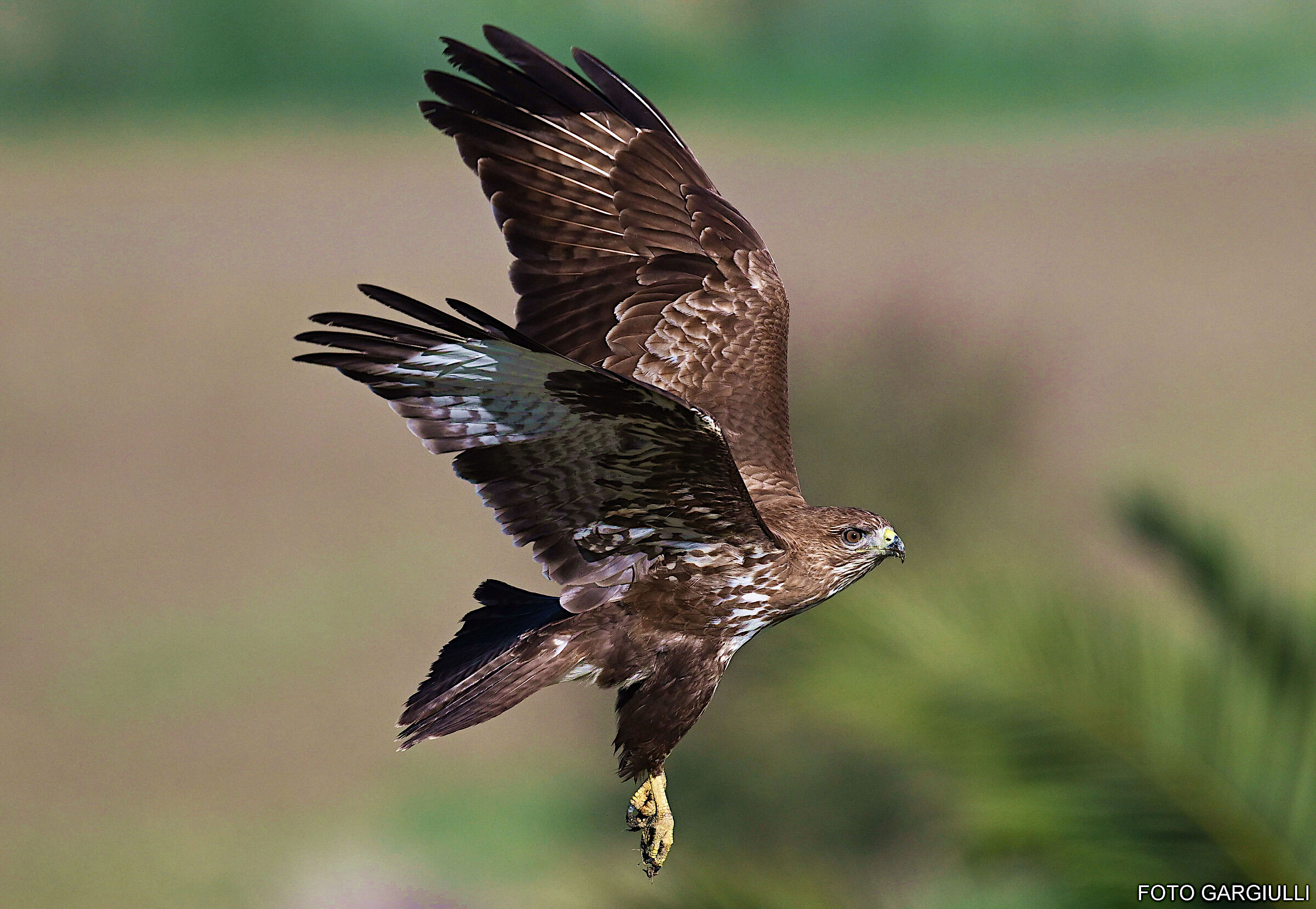 Buzzard in flight