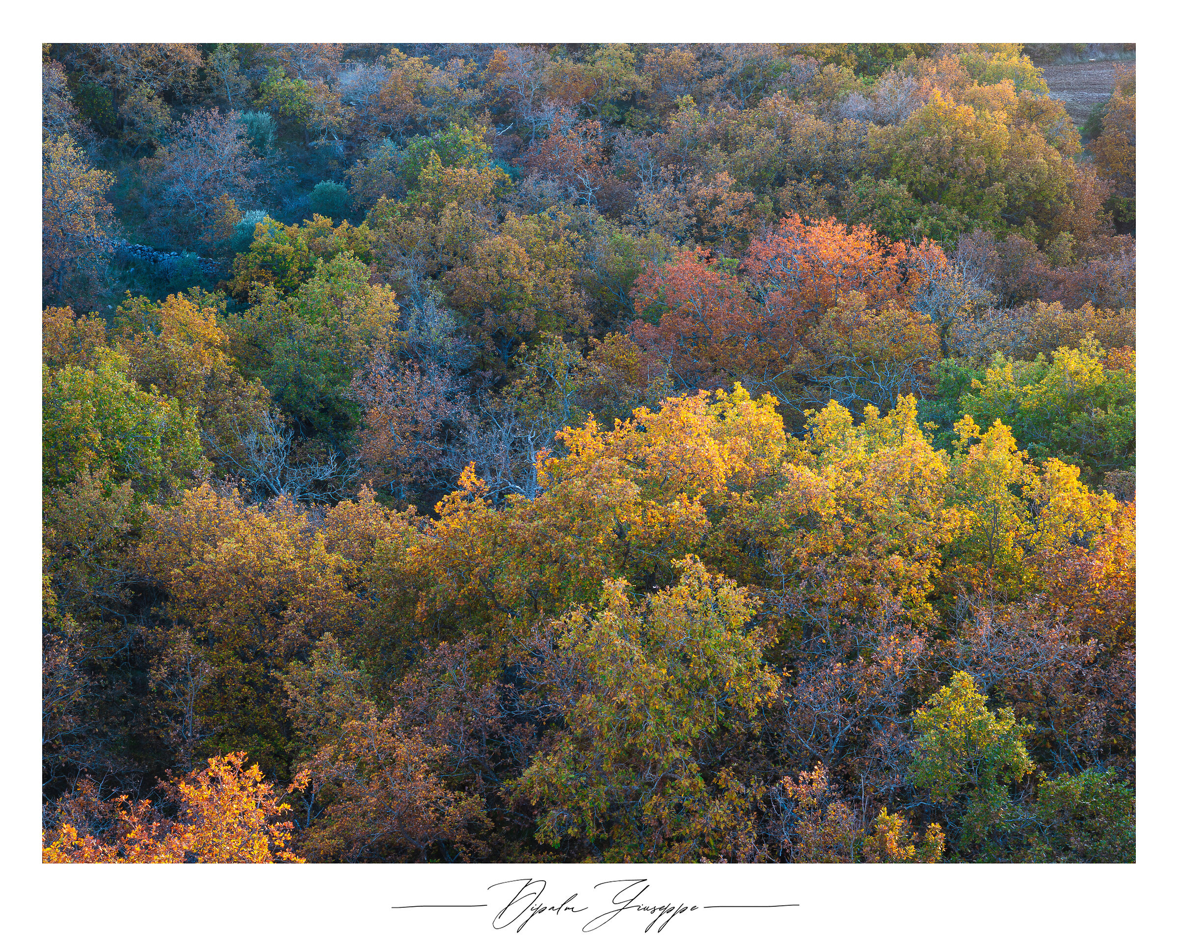 100 shades of foliage