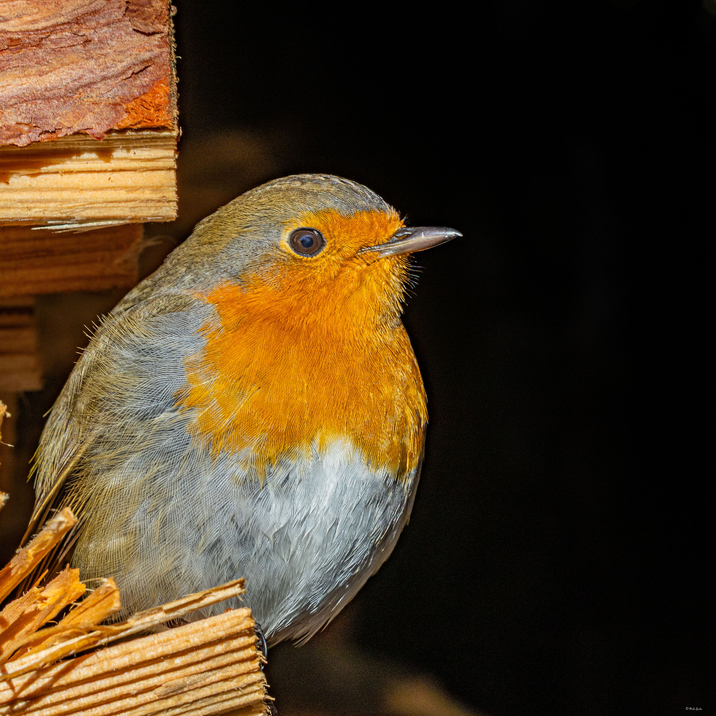 Robin