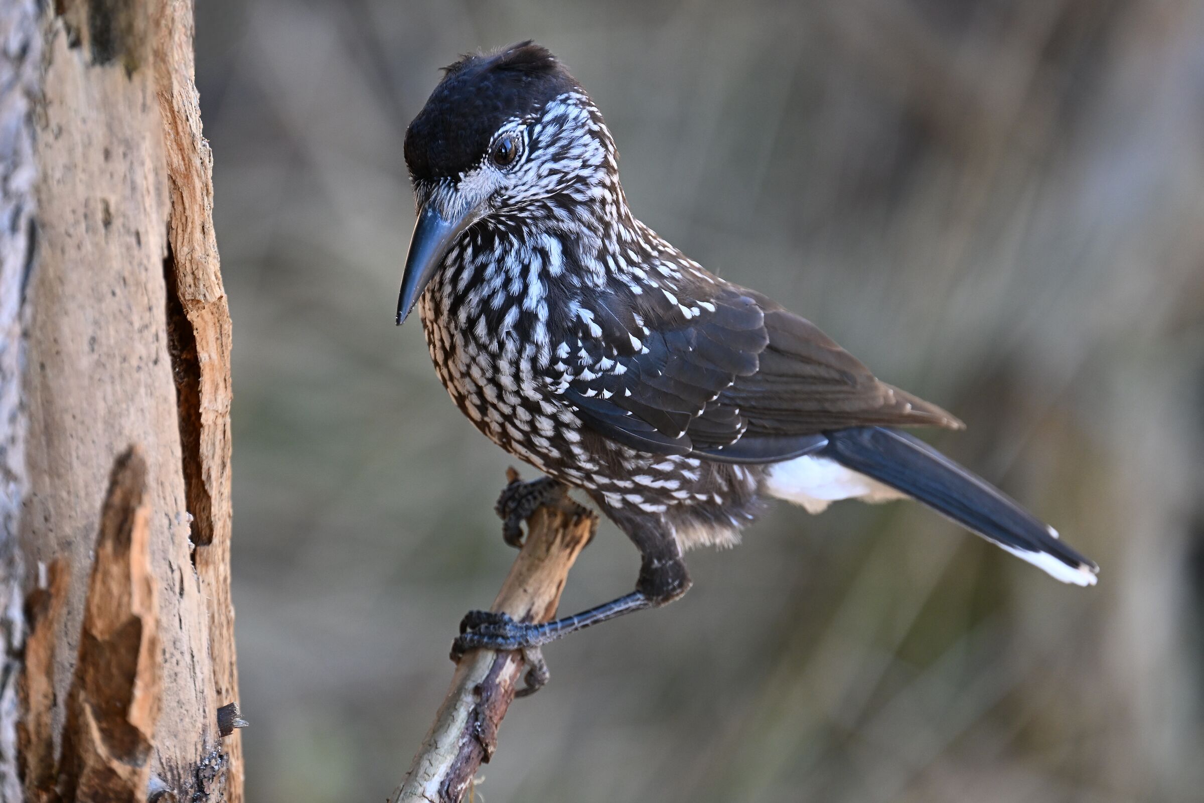 Three-toed Woodpecker