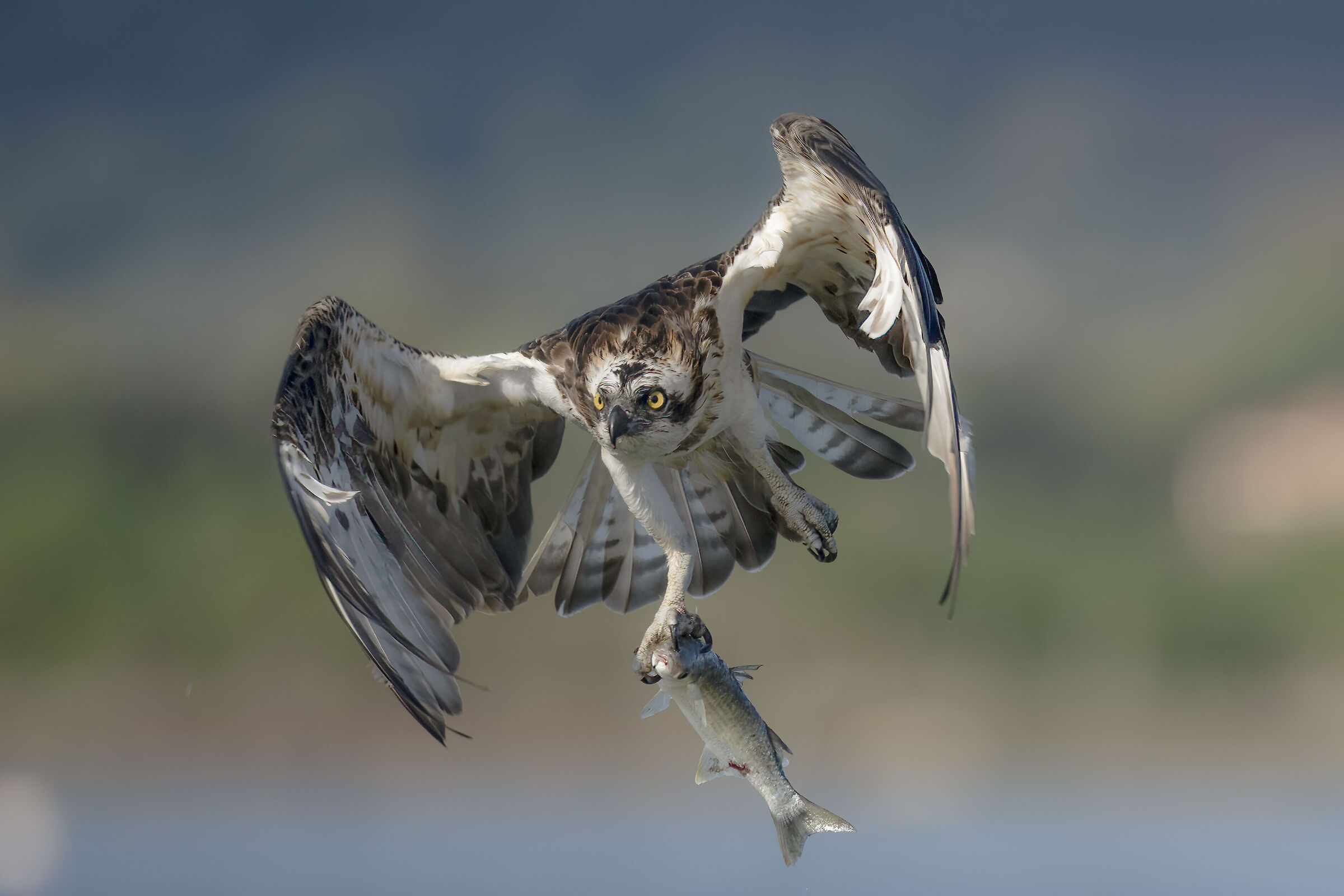 osprey