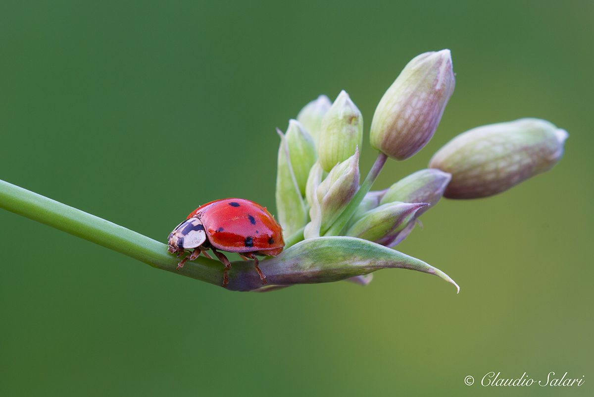 Red ladybug