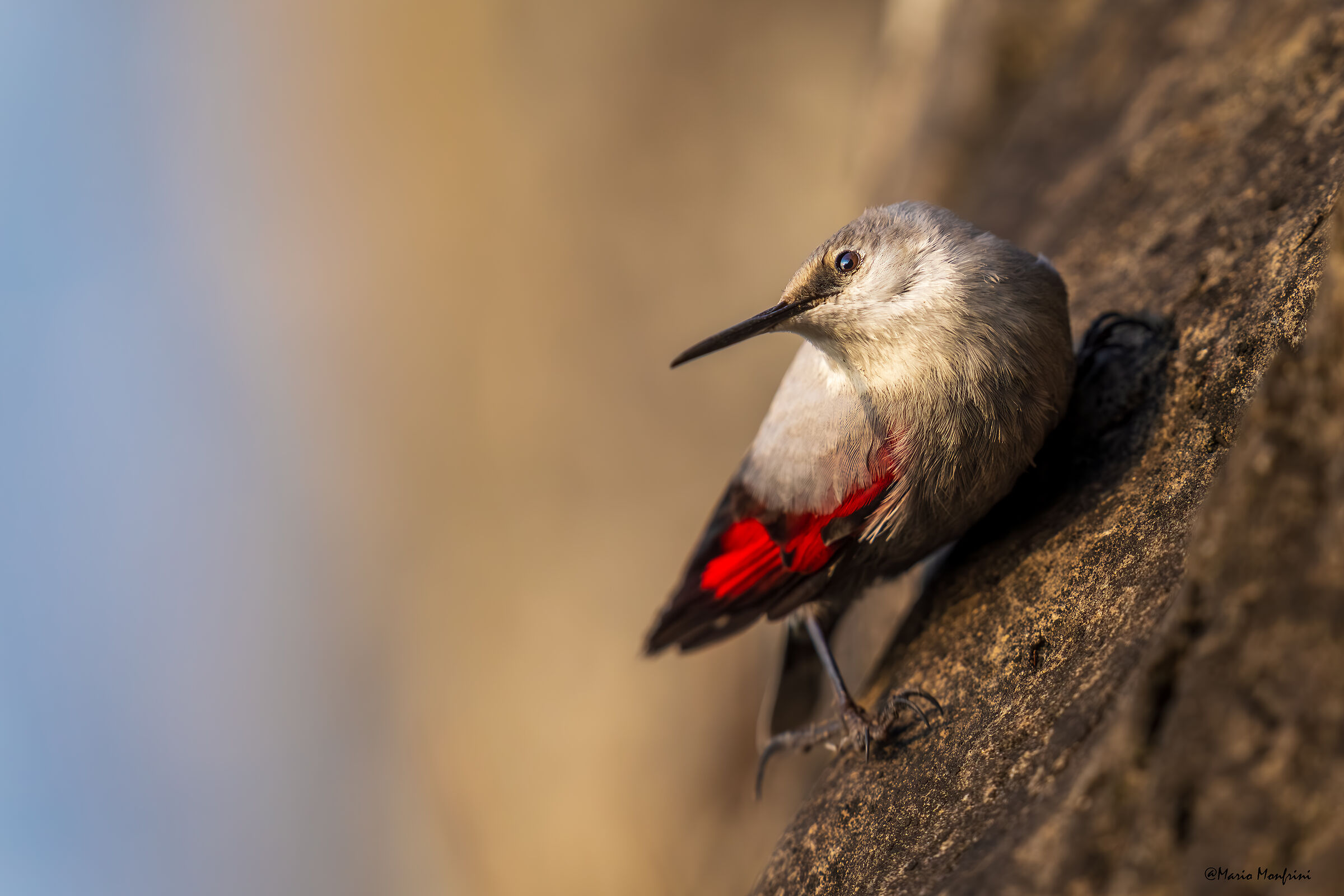 rara perla tra le rocce