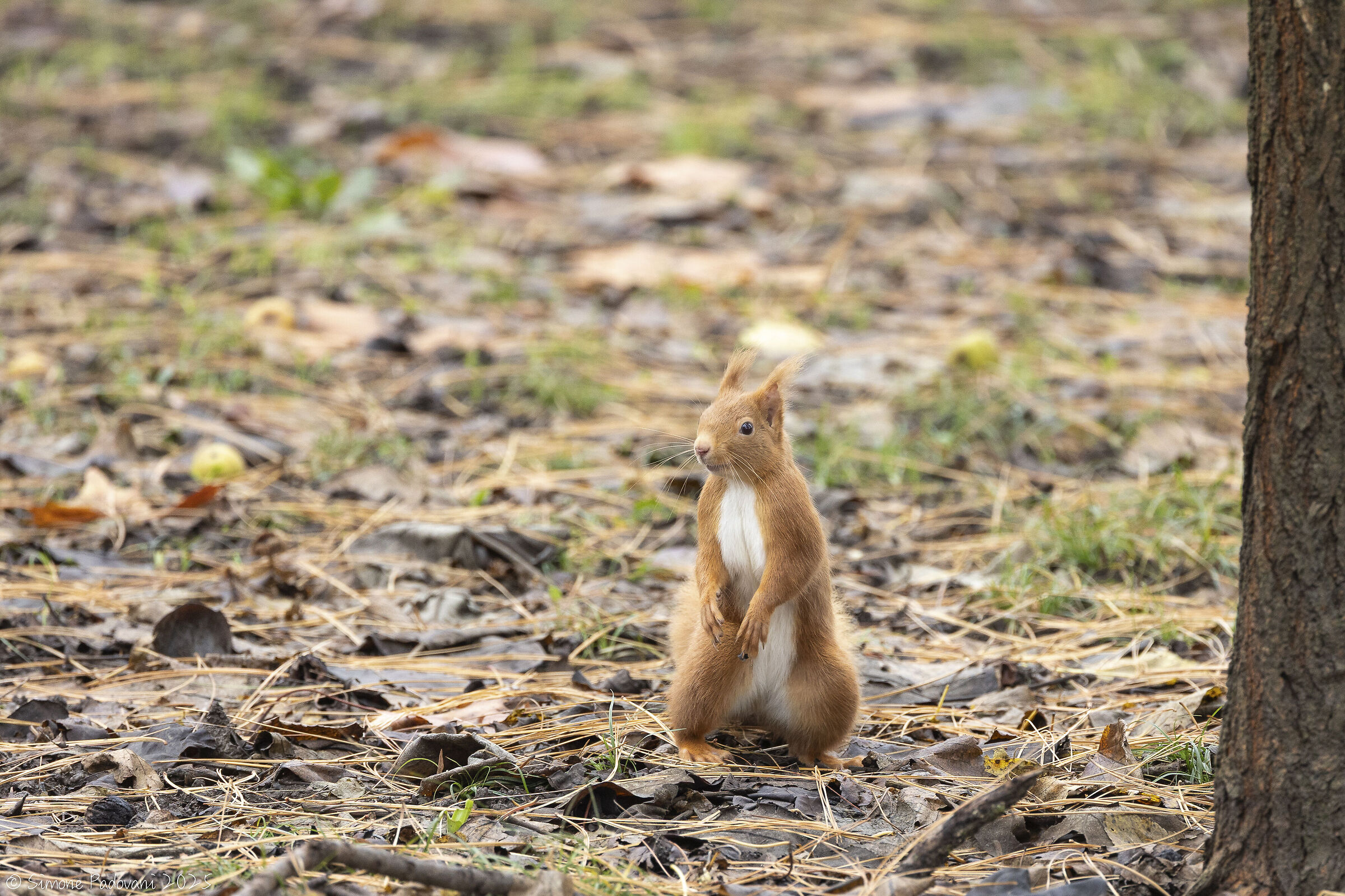 Scoiattolo Rosso al Parco Bucci di Faenza (ra)