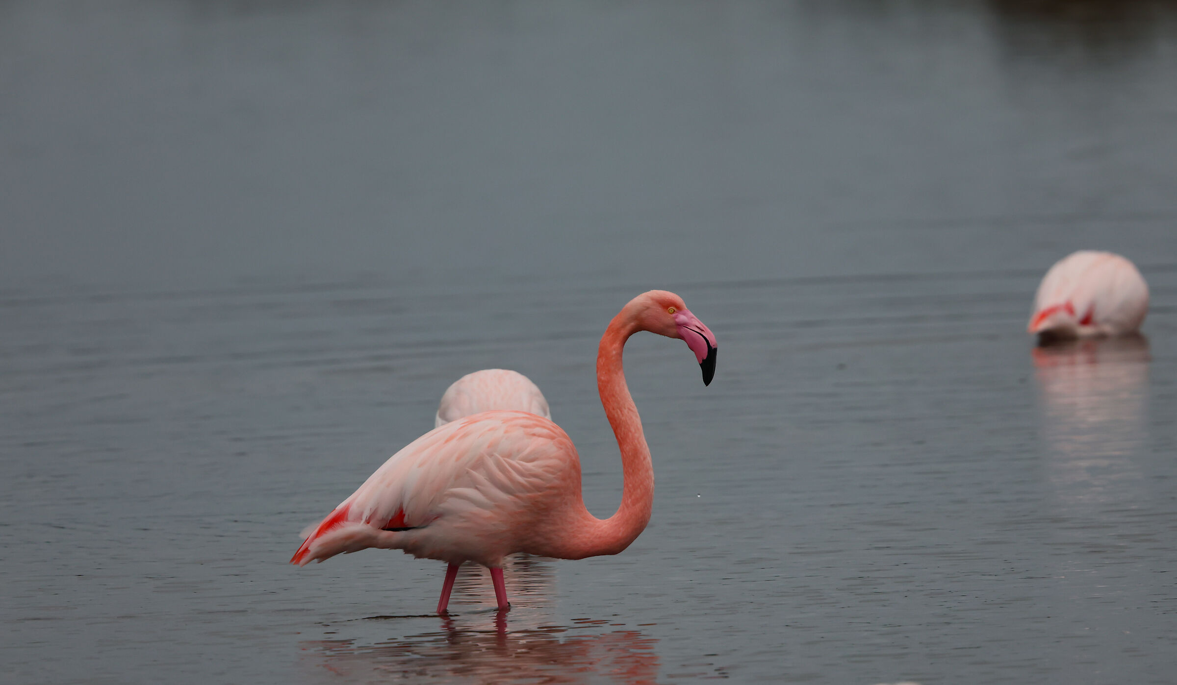 Very pink flamingo
