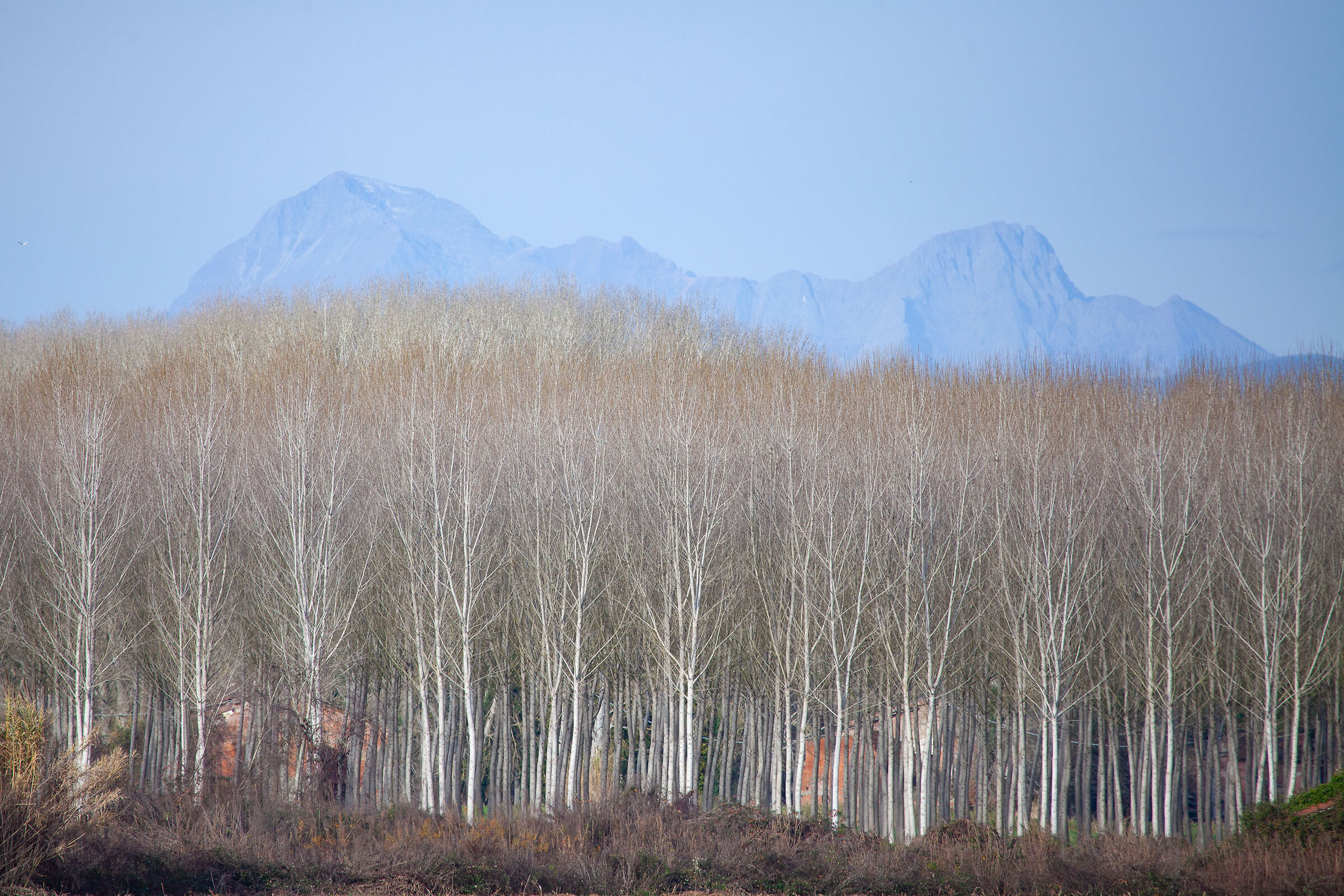 Le Apuane in lontananza