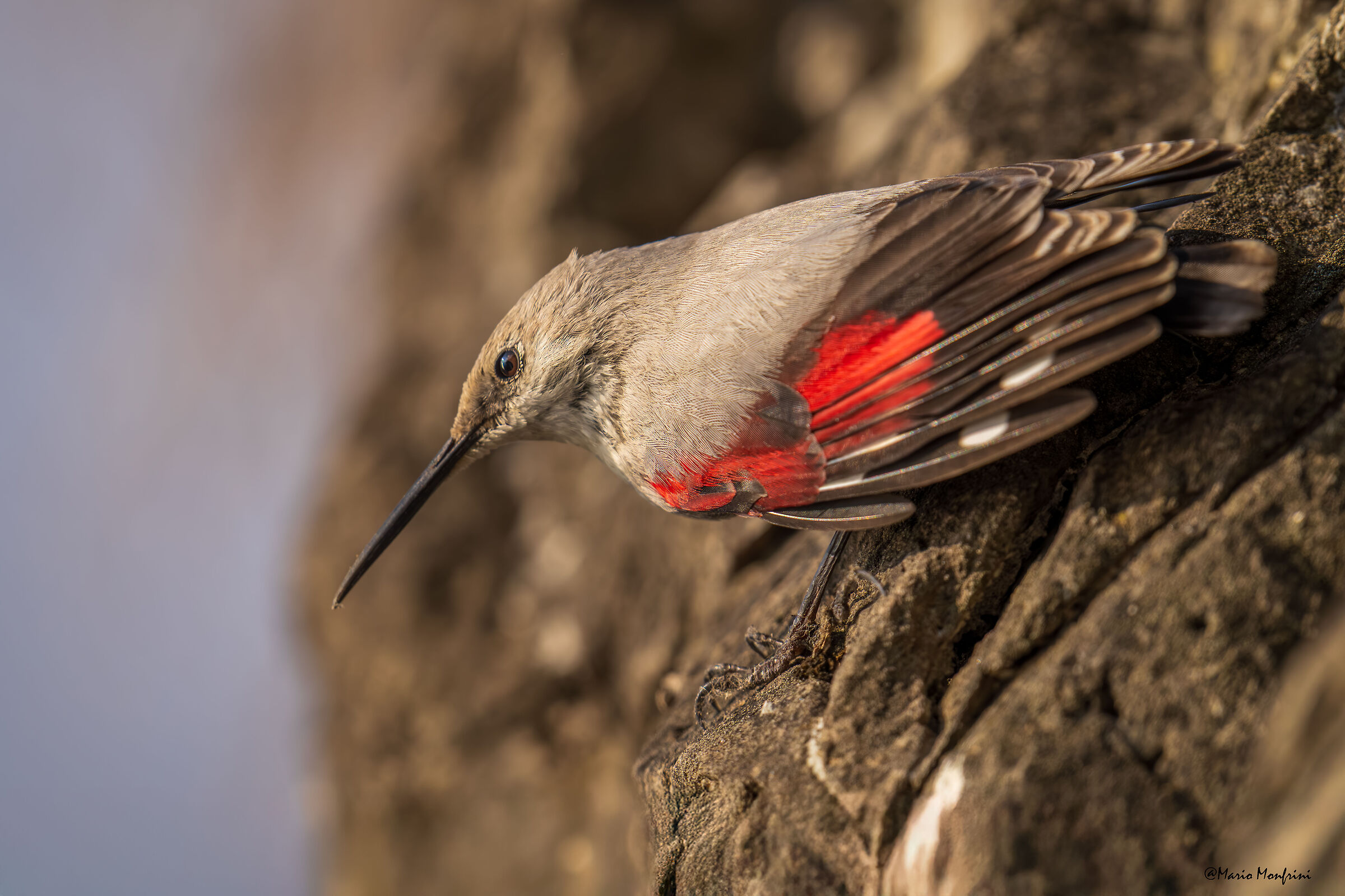 Il gioiello delle nostre pareti rocciose