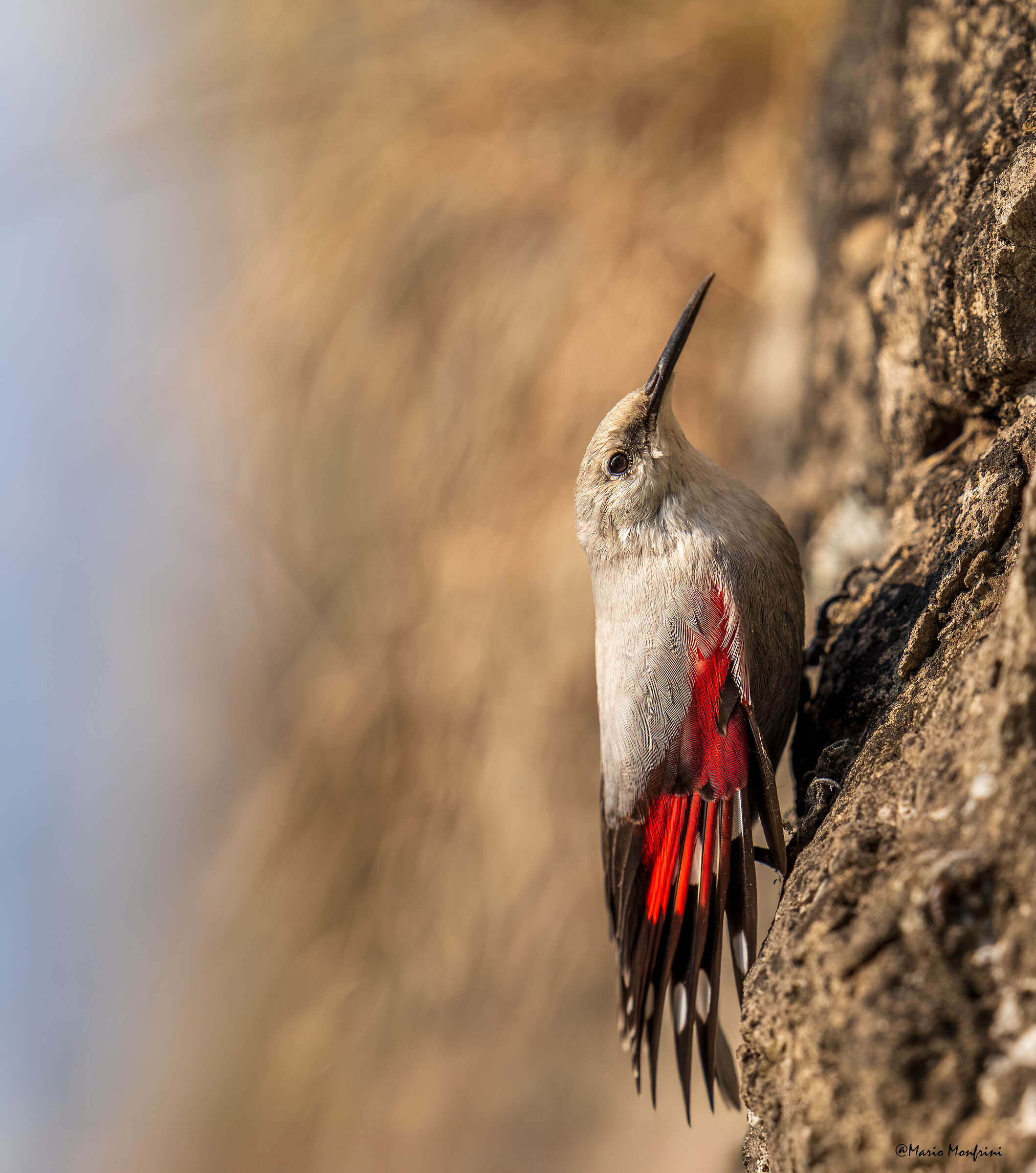 Il gioiello delle nostre pareti rocciose