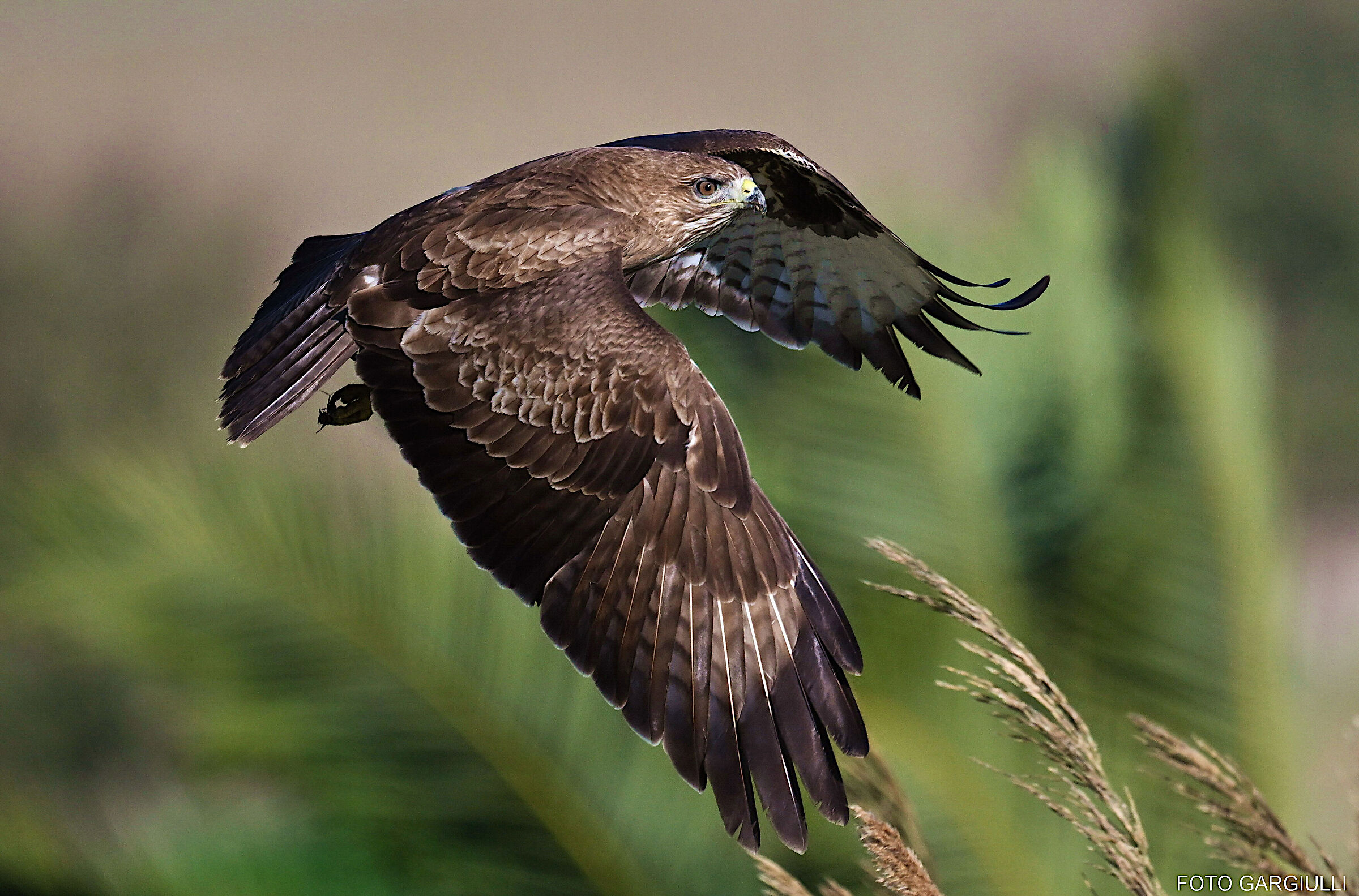 Buzzard in flight
