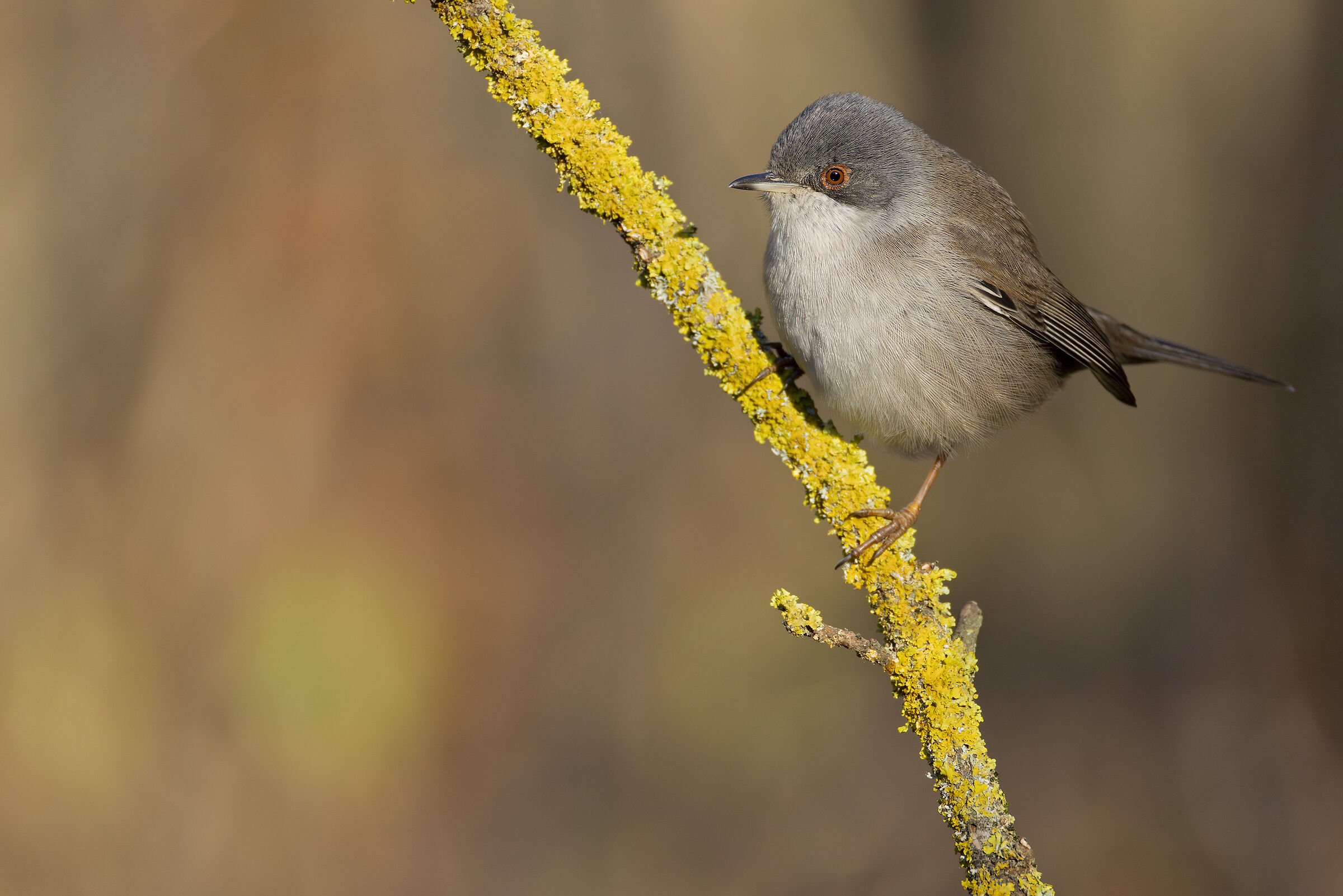 Healthy female Sardinian Warbler