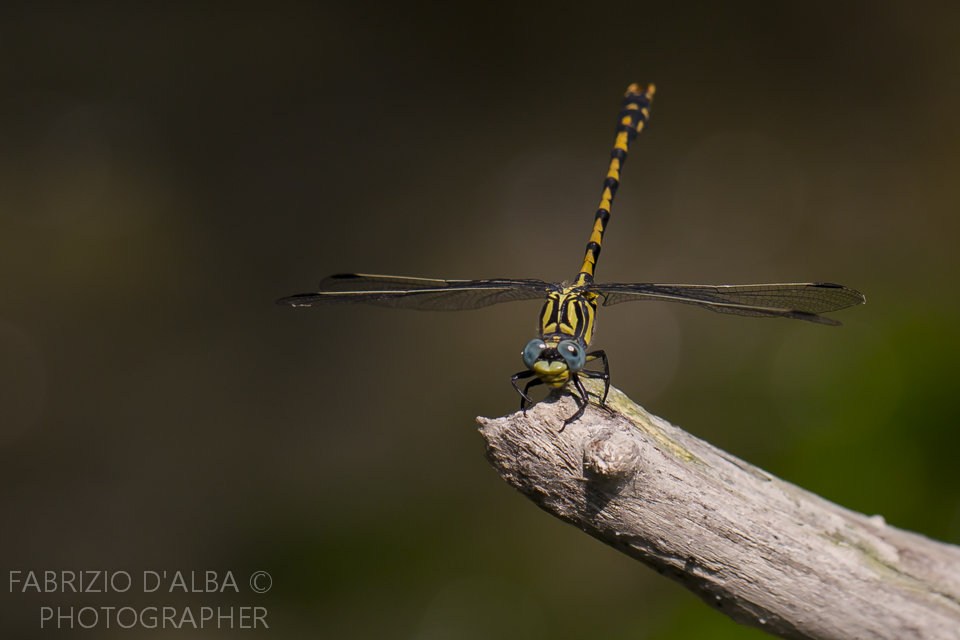 Onychogomphus Uncatus