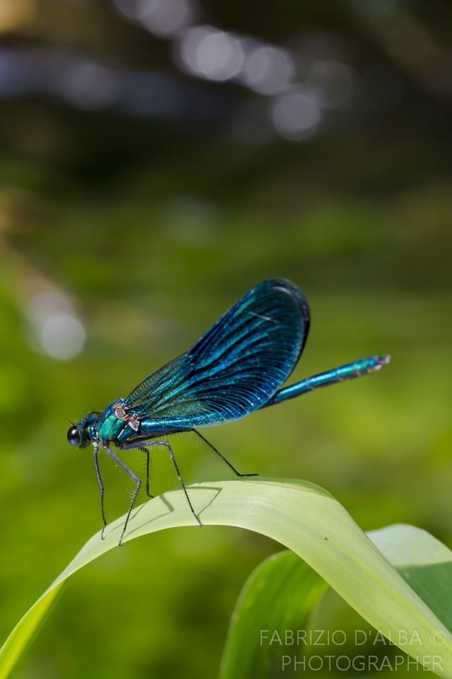 Libellula Blu