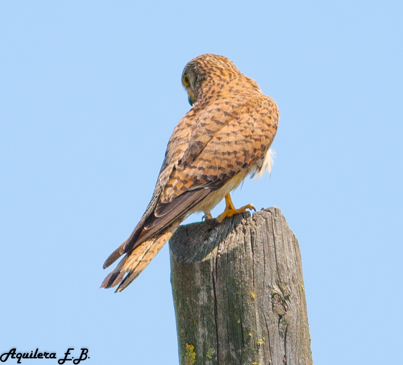 Kestrel