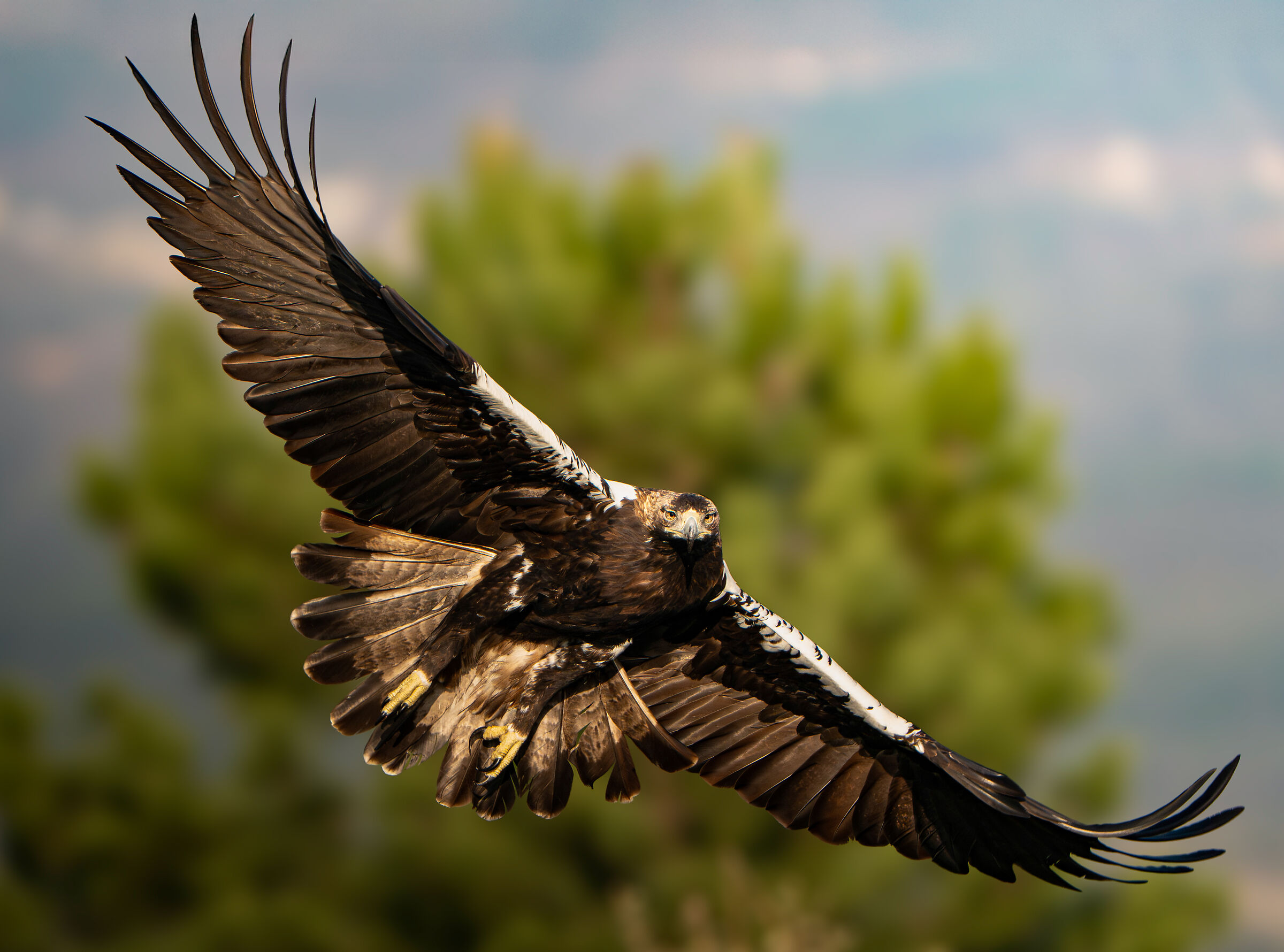 Aquila imperiale iberica
