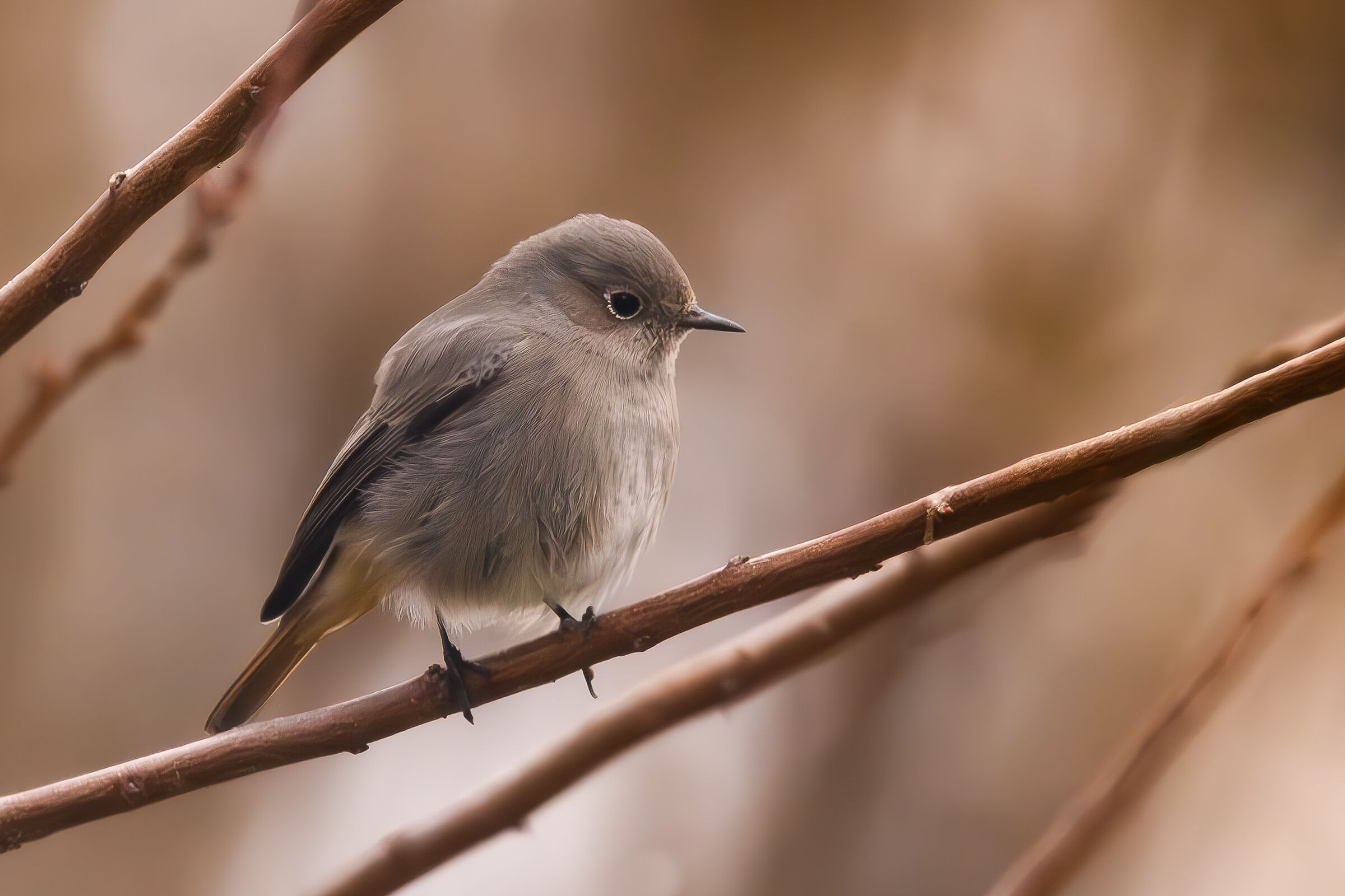 Chimney Sweep Redstart