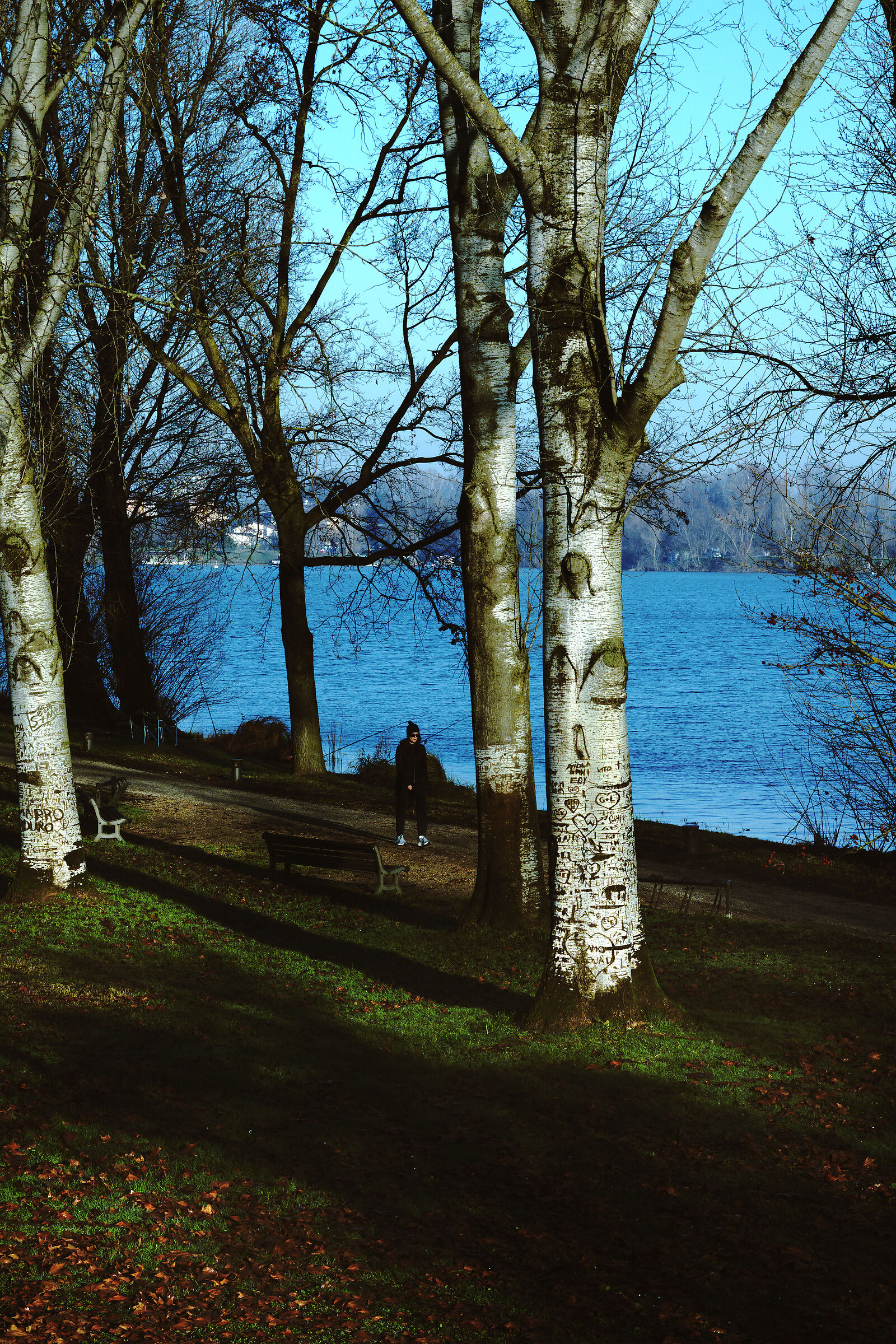 In the forest of love (vandalism)