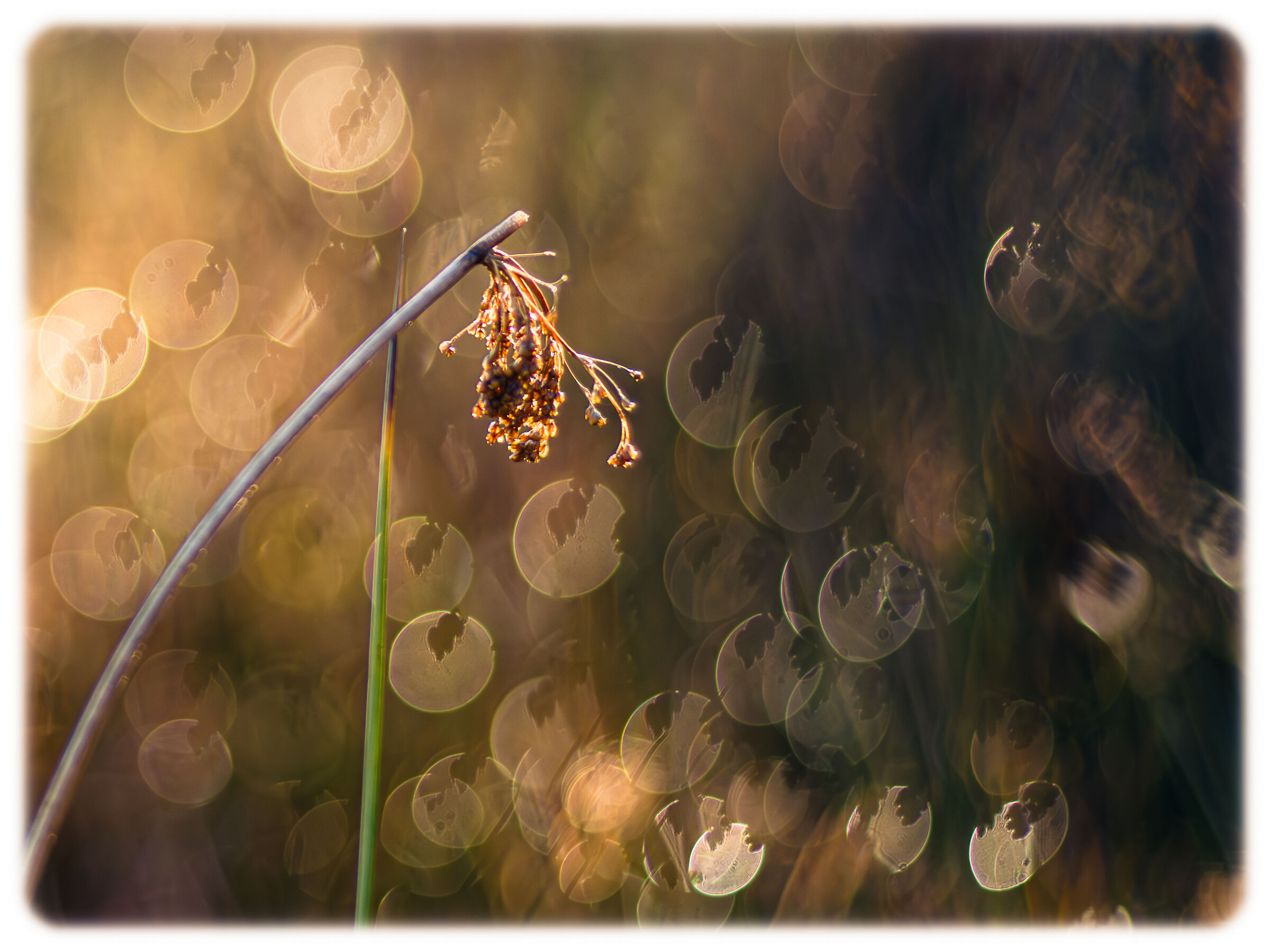 Playing with flares and blur