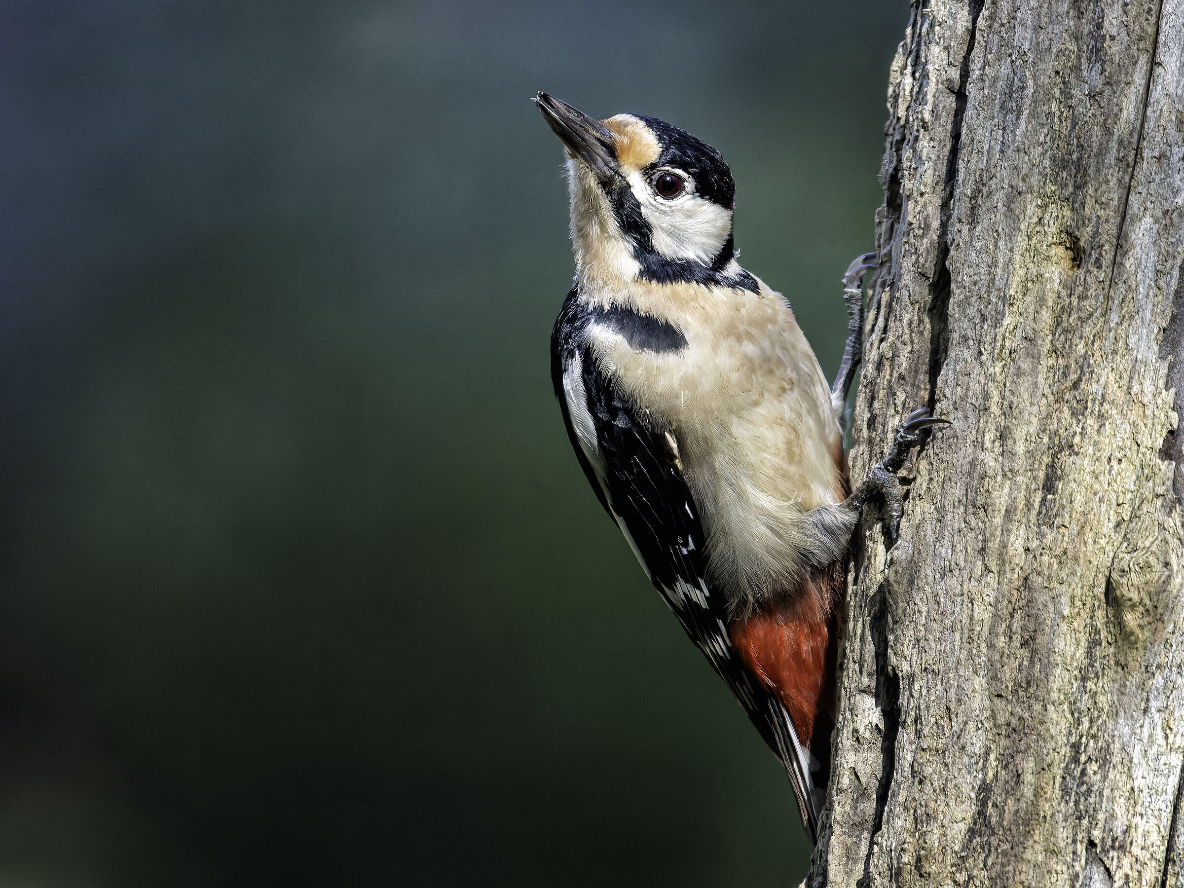 Great Spotted Woodpecker