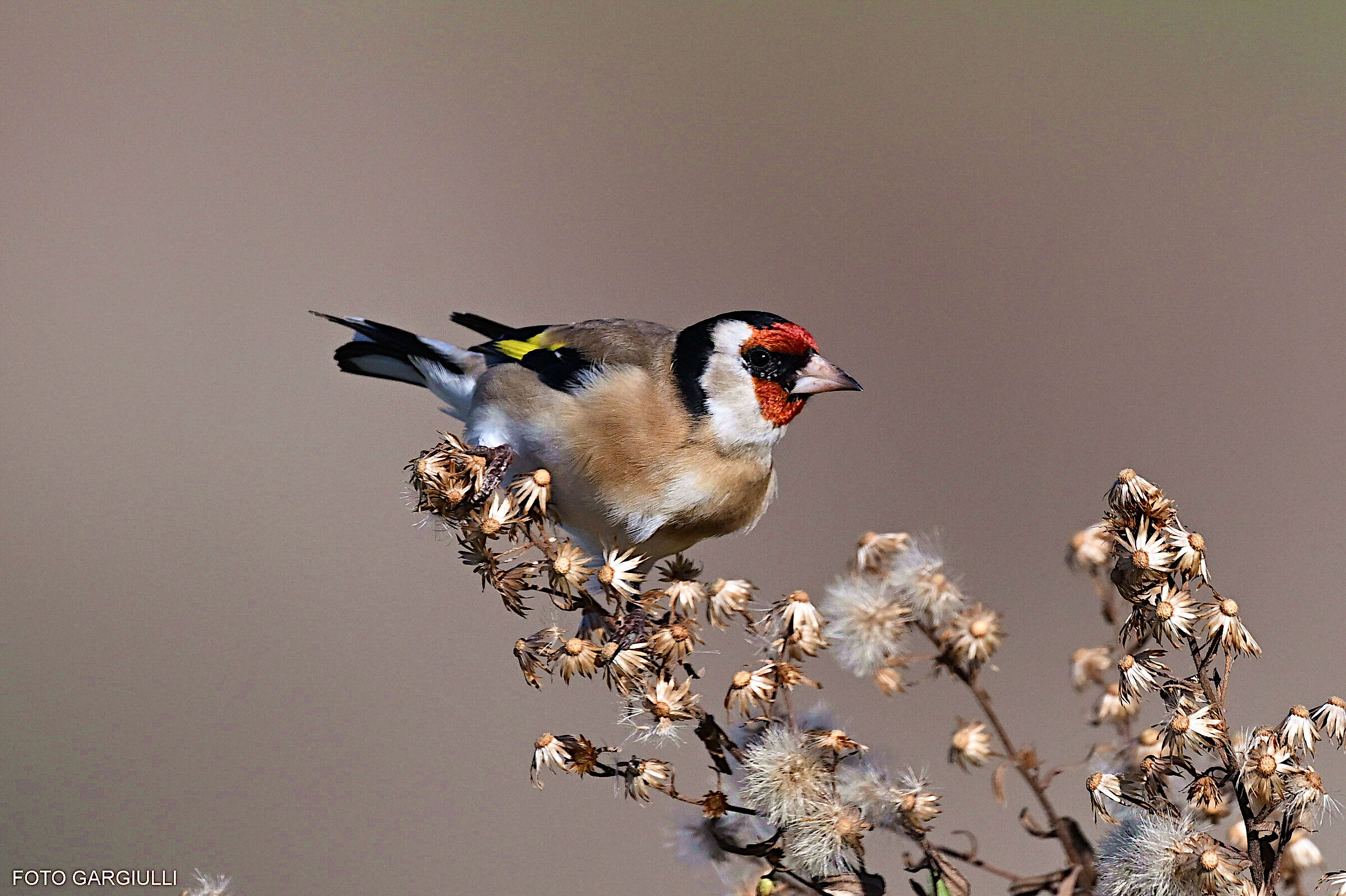Goldfinch