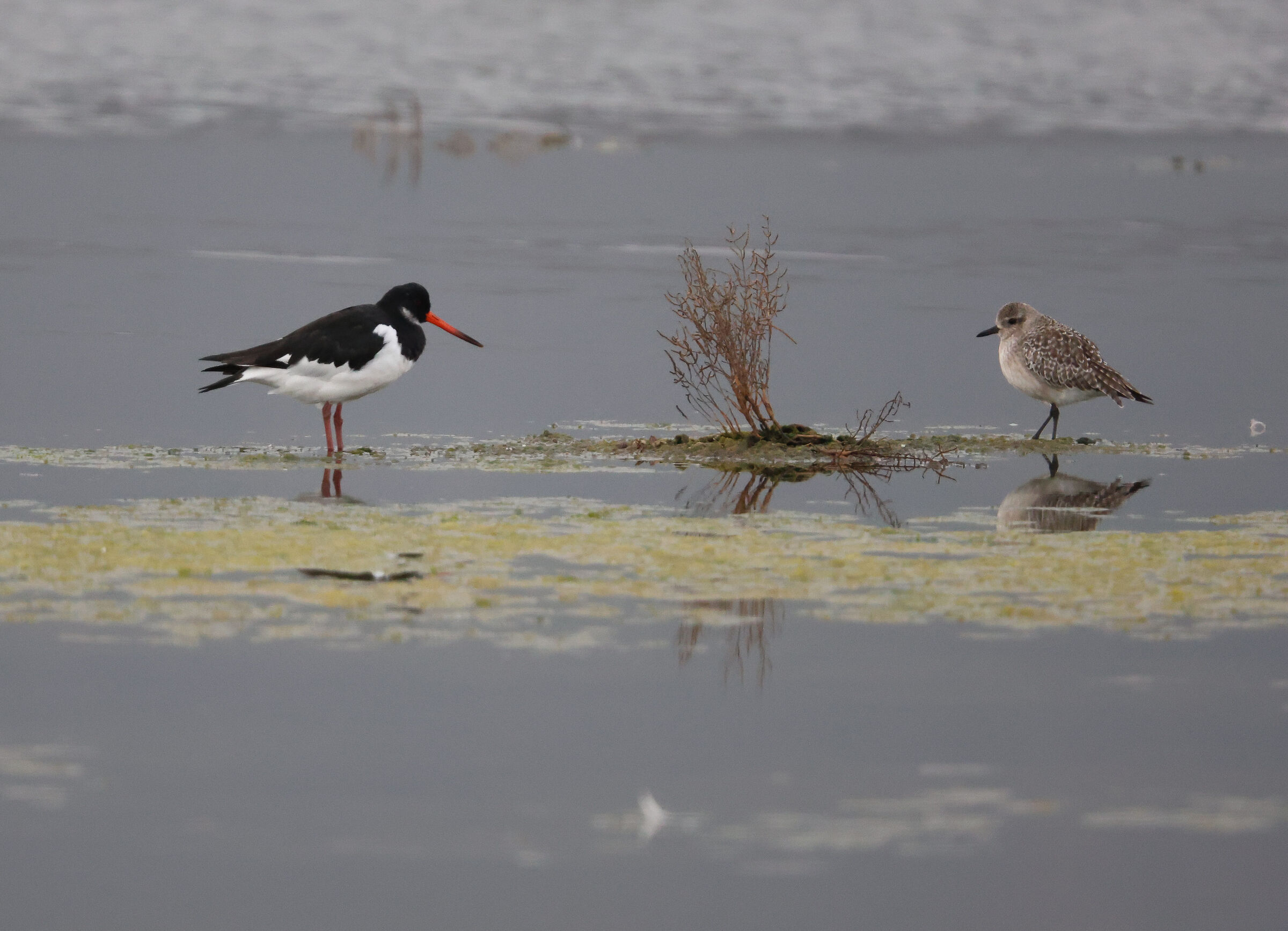 Sea becaccia and Kentish plover