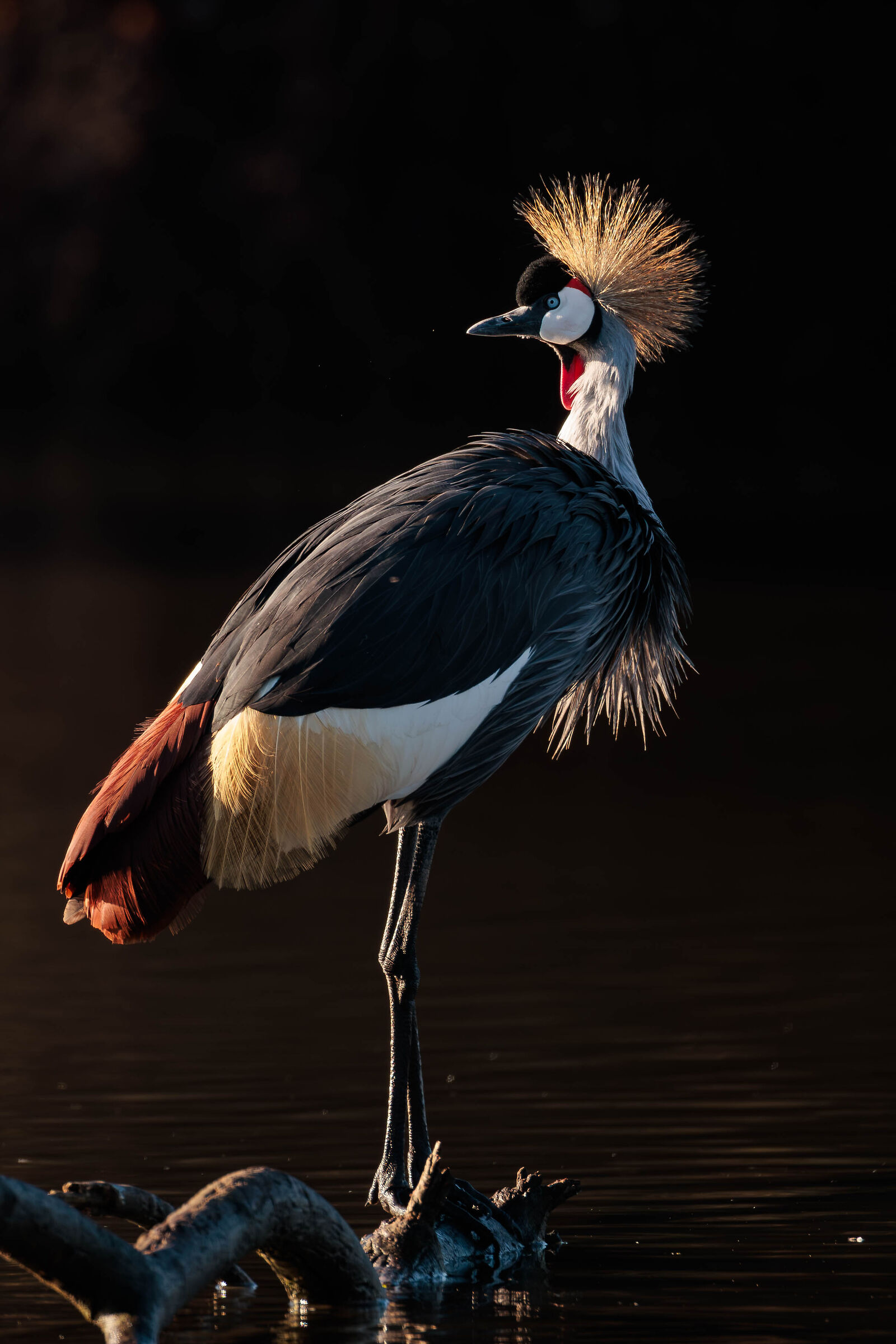 crowned crane