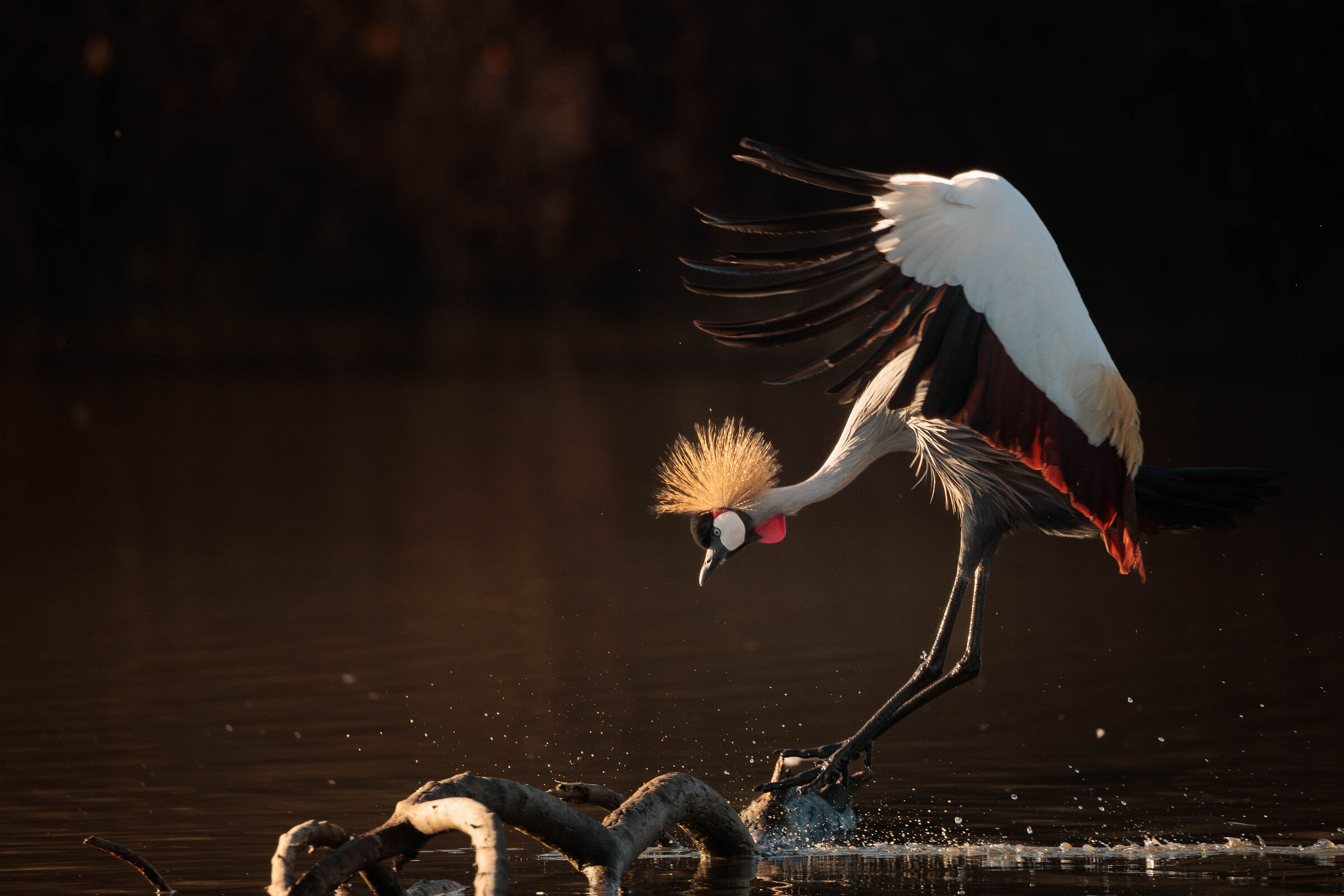 crowned crane