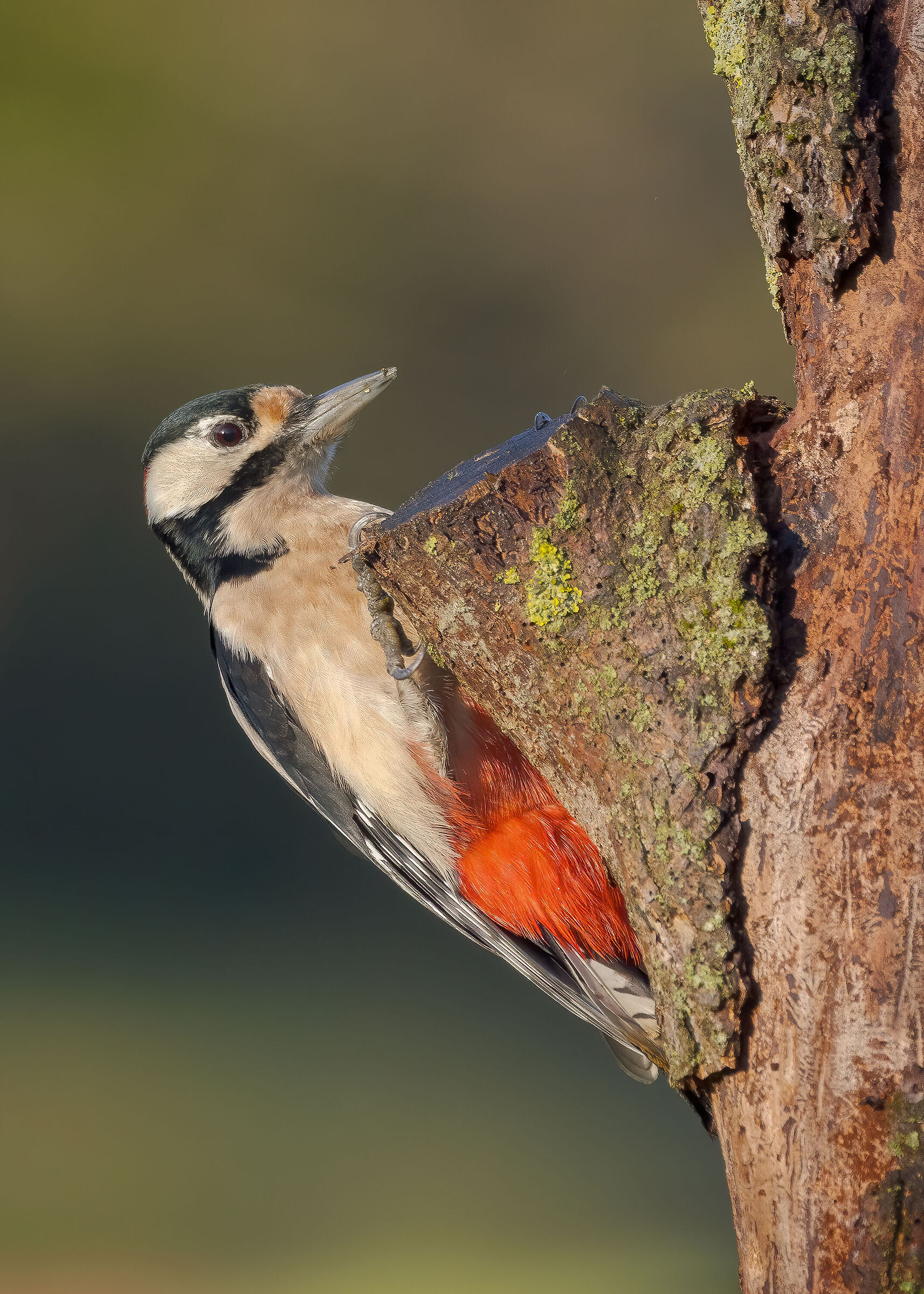 Picchio rosso maggiore &male;