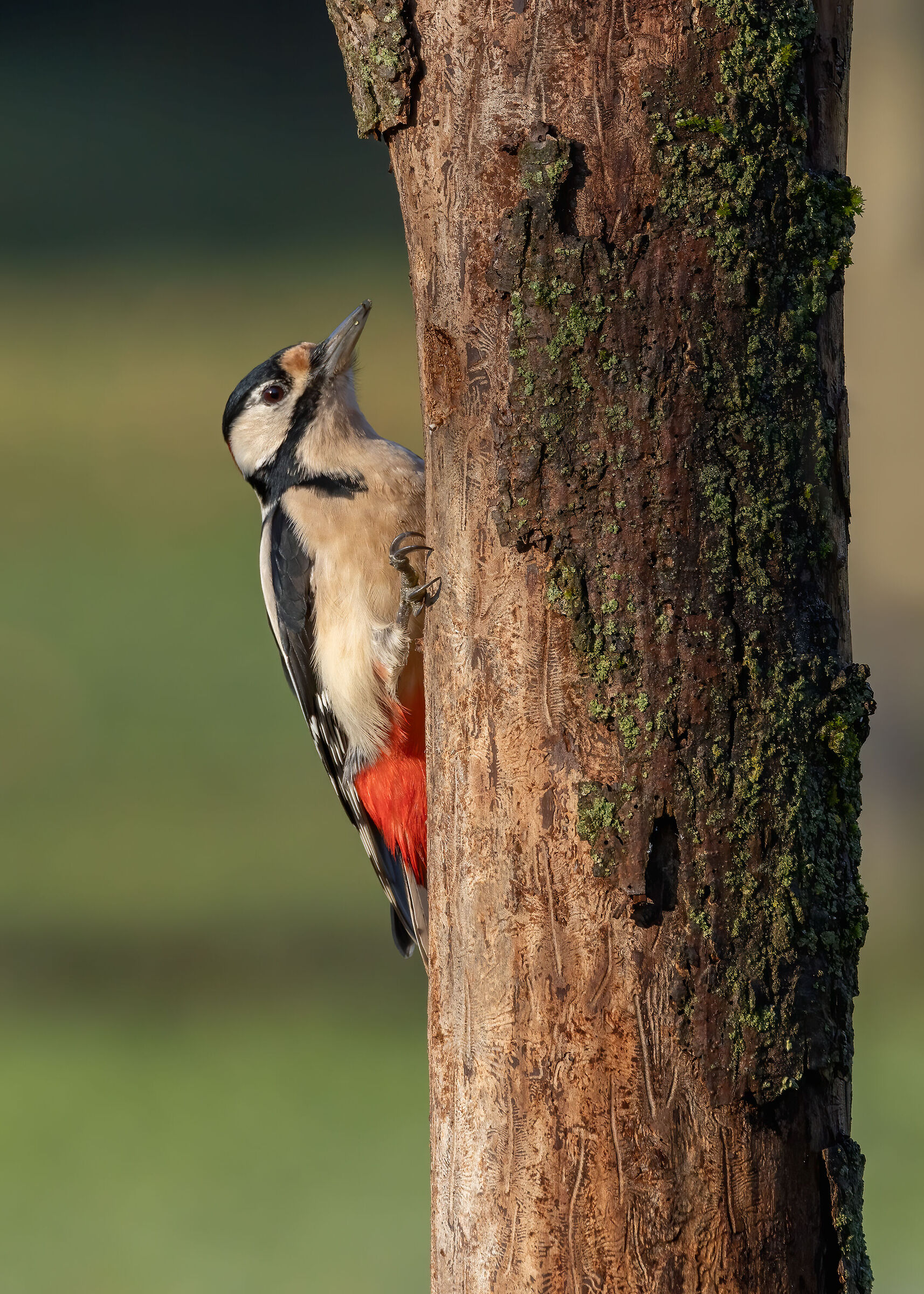 Picchio rosso maggiore &male;