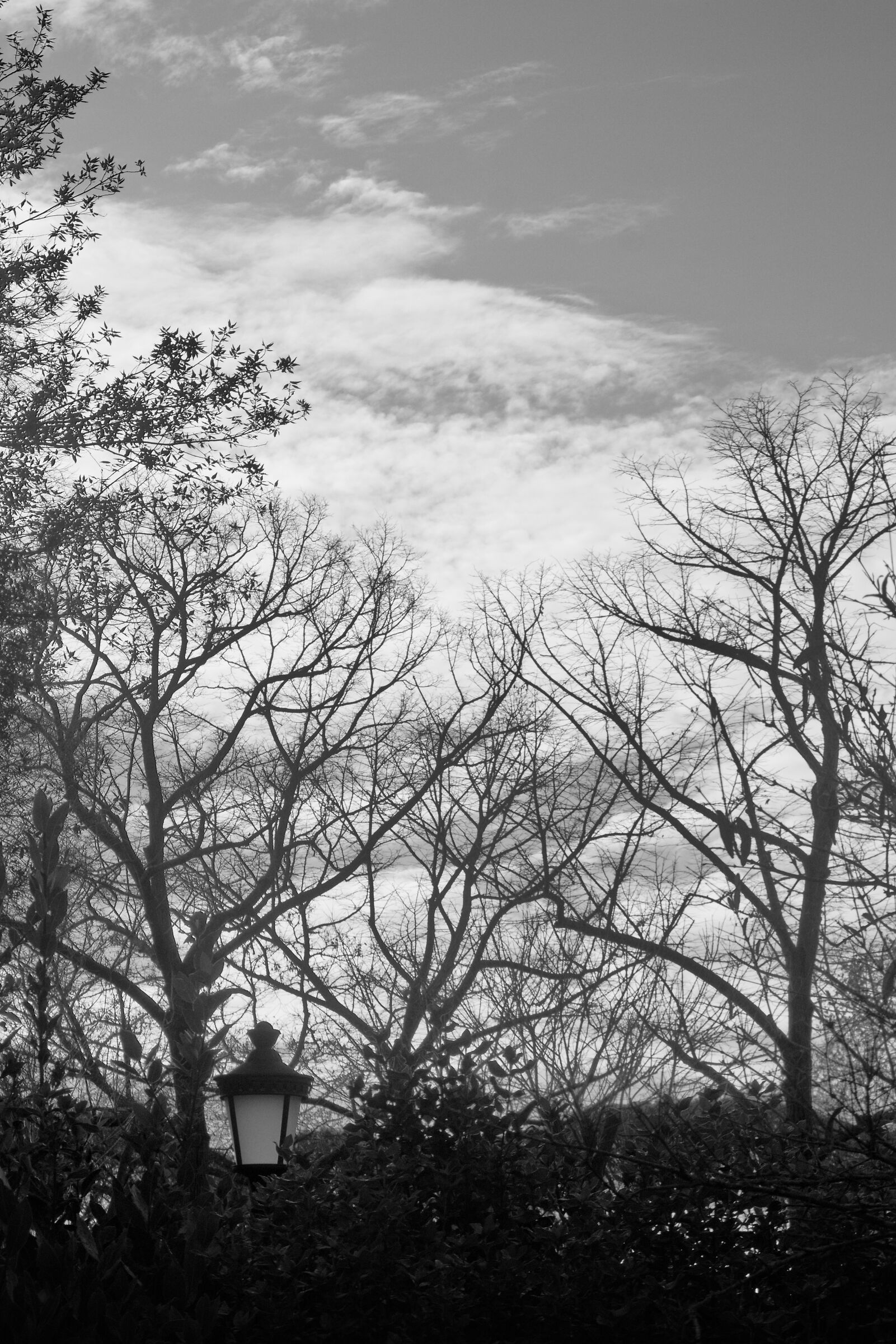 Street lamp beyond the hedge
