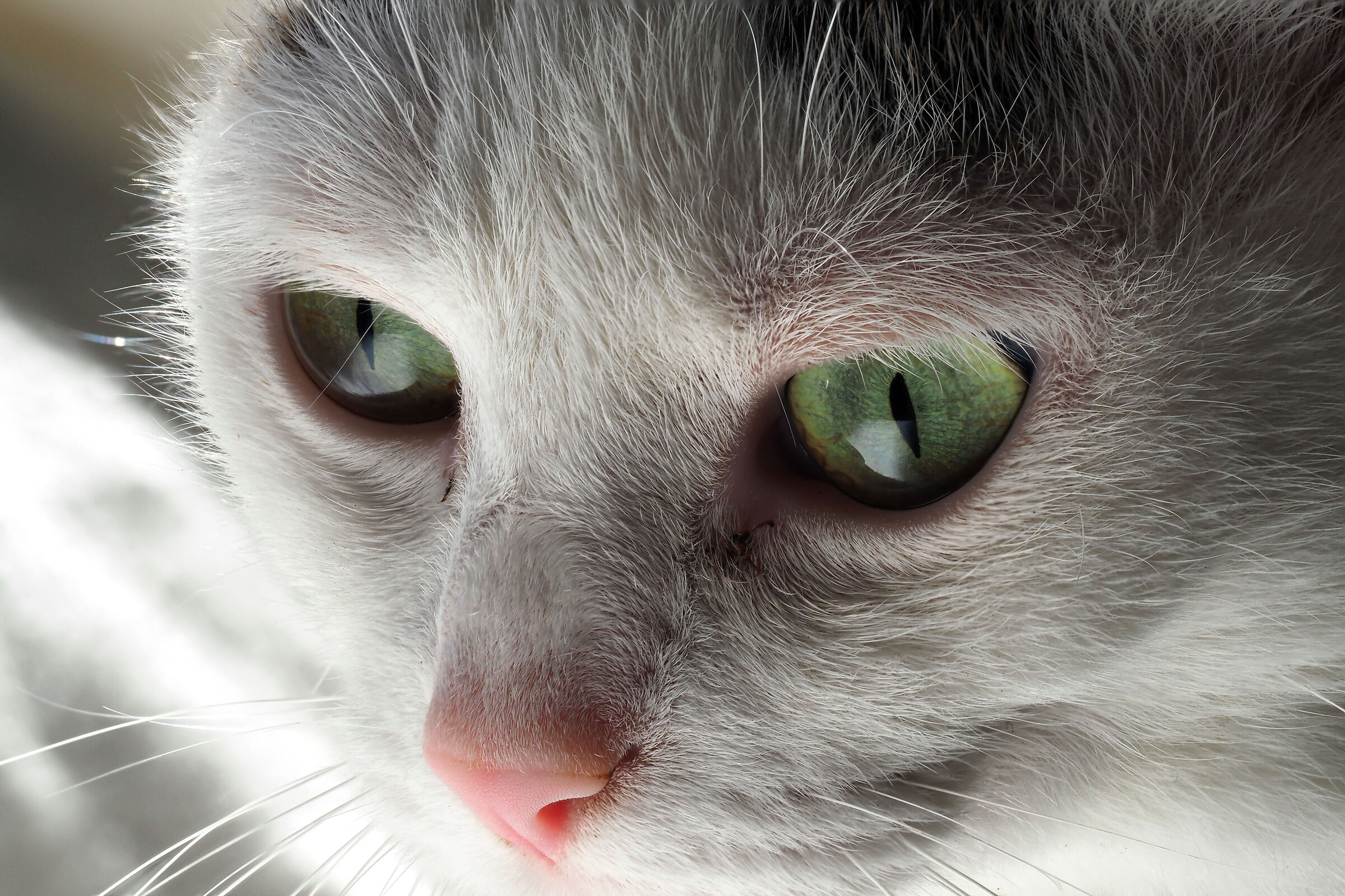 O o o occhi di gatto